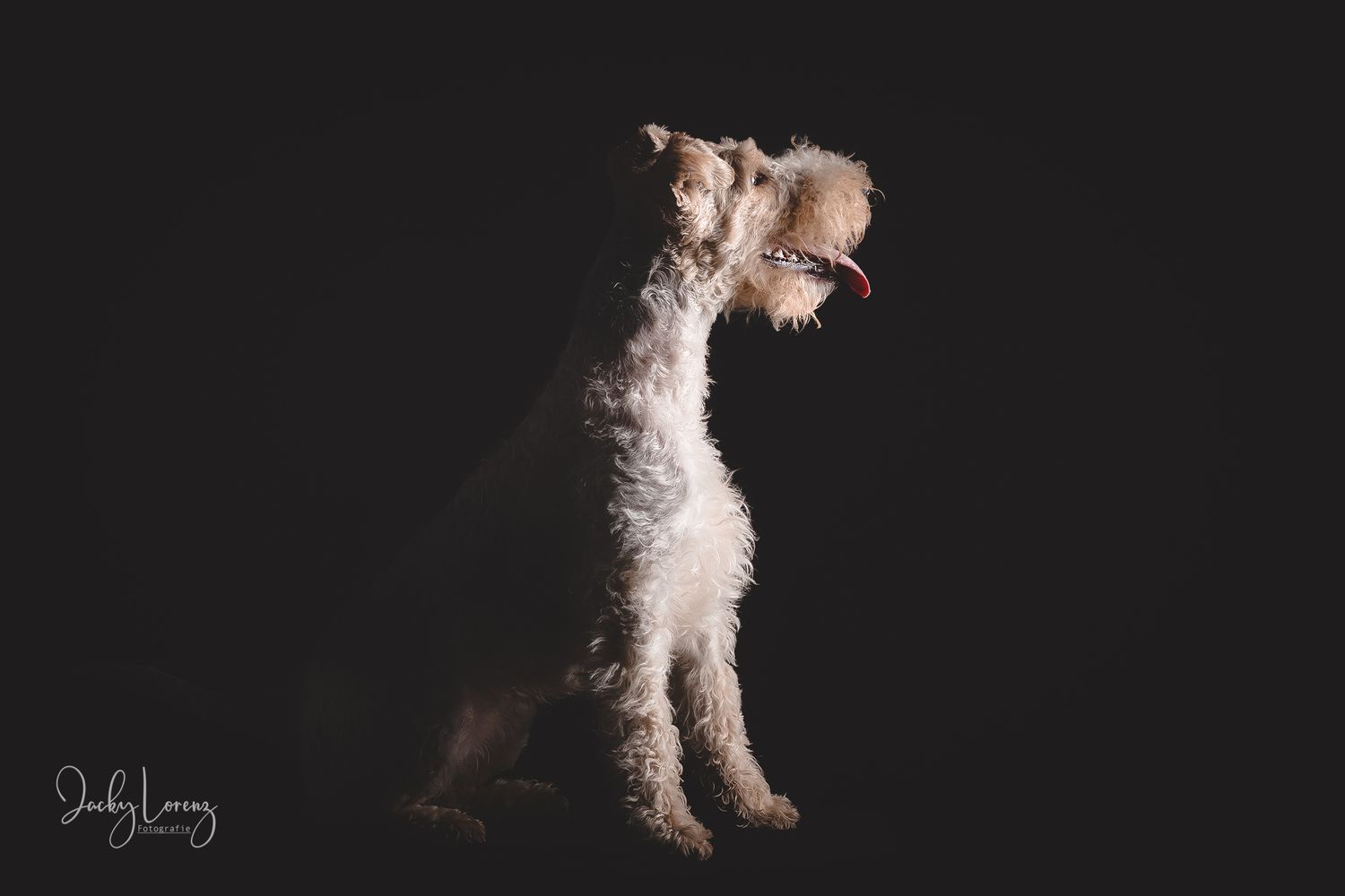 Hundefotografie in Andernach, Westerwald, Koblenz & Umgebung
Mit bedingungsloser Liebe-
unvergessliche Momente von und mit deiner Fellnase