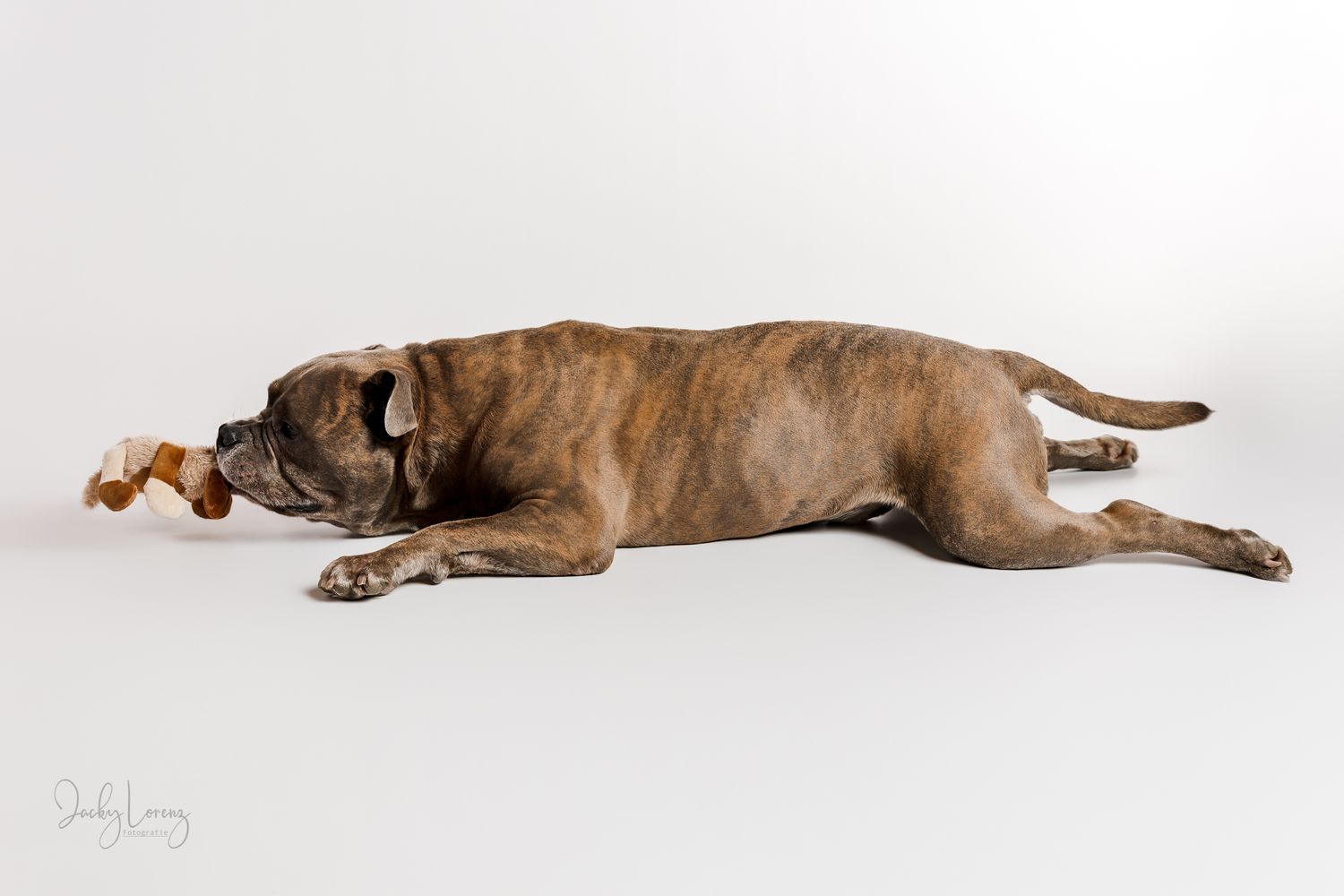 Hundefotografie in Andernach, Westerwald, Koblenz & Umgebung
Mit bedingungsloser Liebe-
unvergessliche Momente von und mit deiner Fellnase