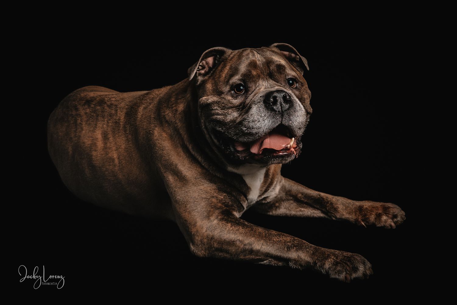 Hundefotografie in Andernach, Westerwald, Koblenz & Umgebung
Mit bedingungsloser Liebe-
unvergessliche Momente von und mit deiner Fellnase