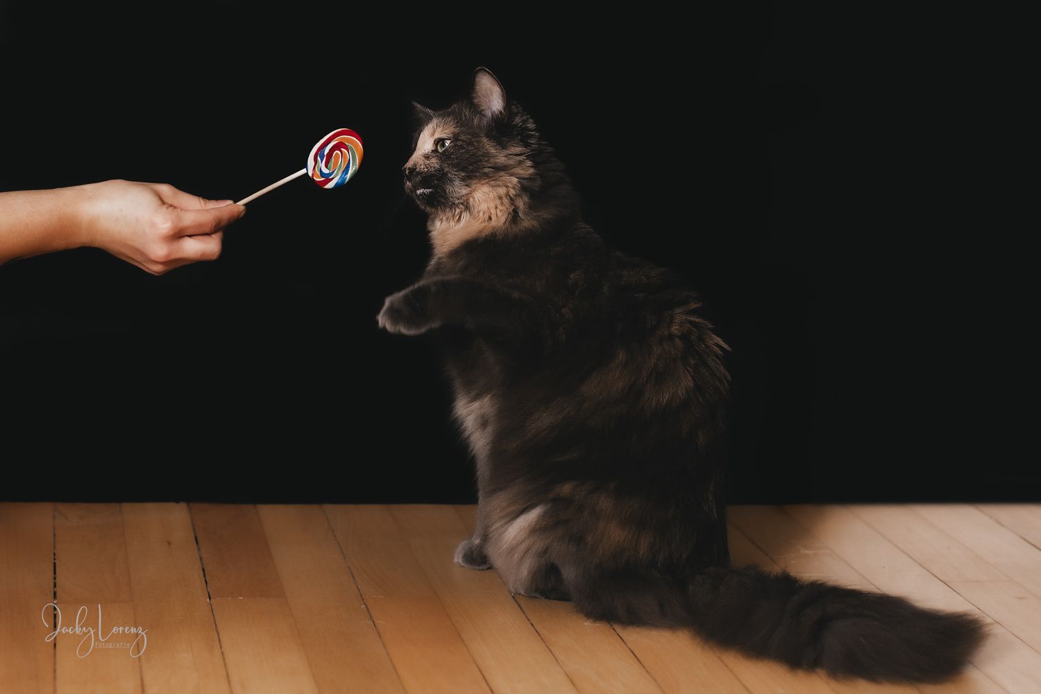Katzenfotografie in Andernach, Westerwald, Koblenz & Umgebung
Mit bedingungsloser Liebe-
unvergessliche Momente von und mit deiner Fellnase