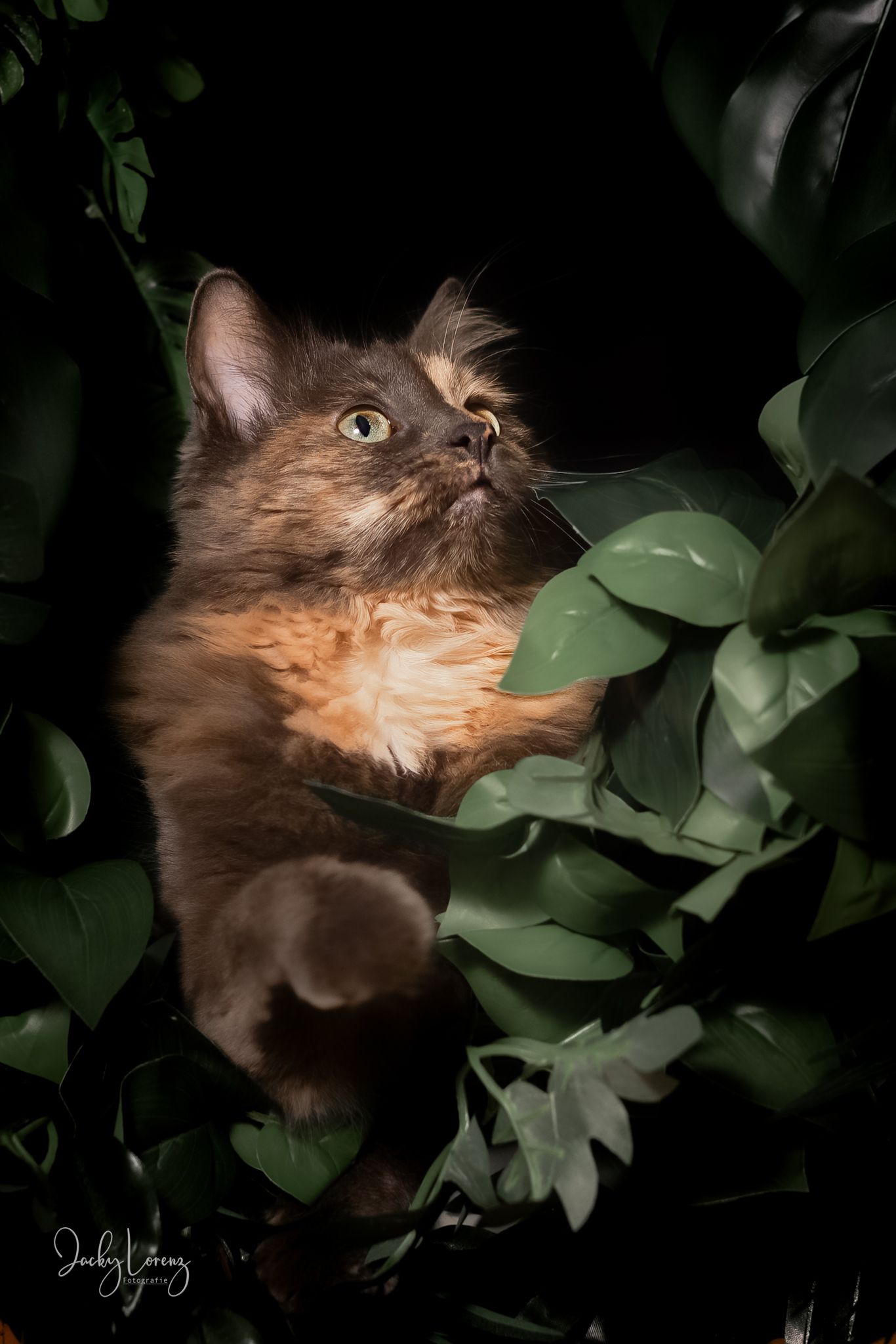 Katzenfotografie in RLP
Mit bedingungsloser Liebe-
unvergessliche Momente von und mit deiner Fellnase