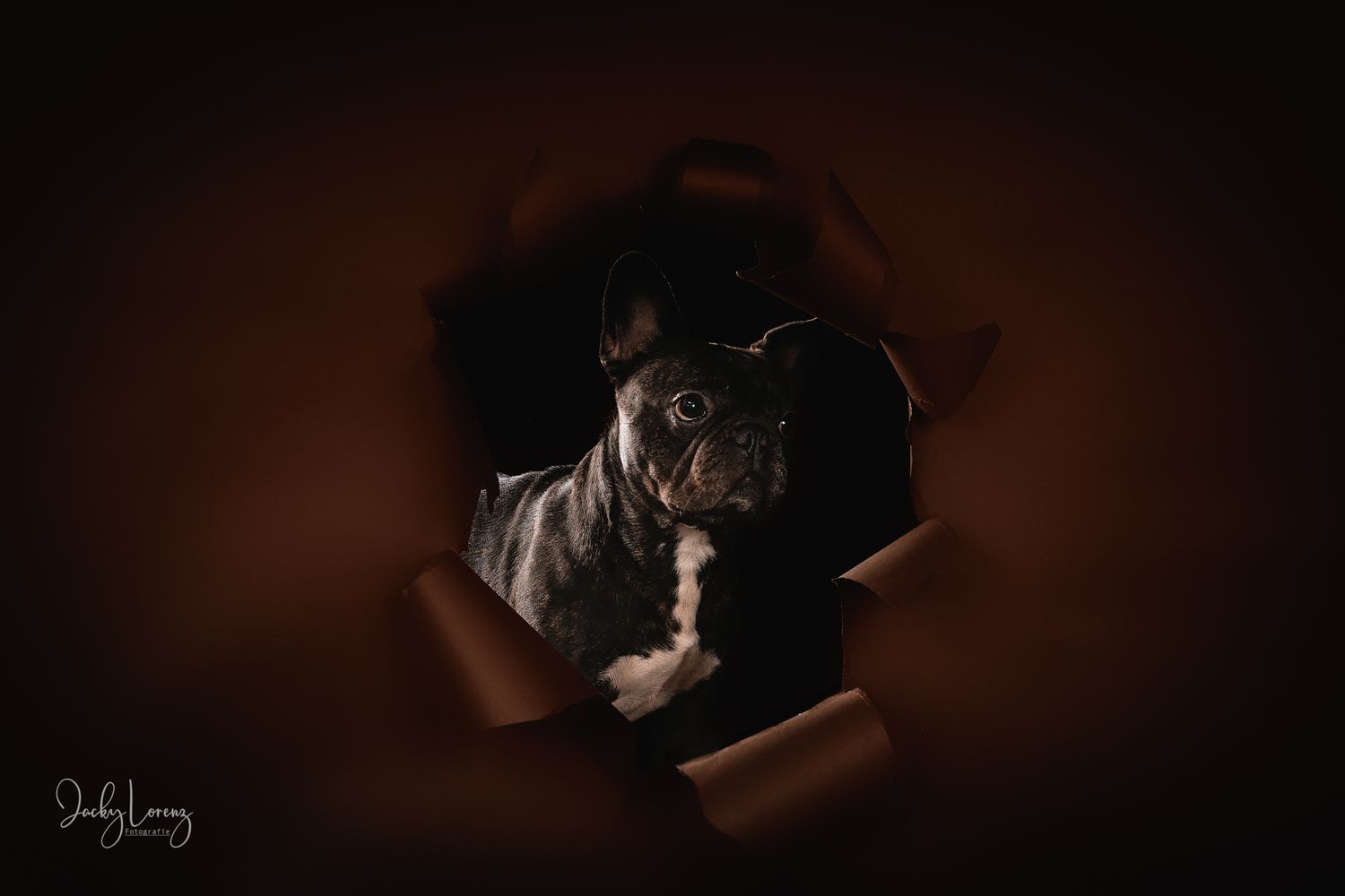 Hundefotografie in Andernach, Westerwald, Koblenz & Umgebung
Mit bedingungsloser Liebe-
unvergessliche Momente von und mit deiner Fellnase