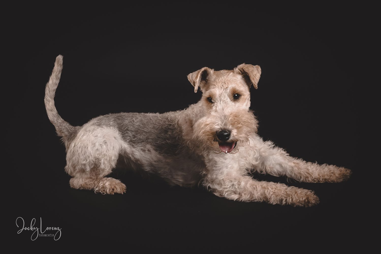 Hundefotografie in Andernach, Westerwald, Koblenz & Umgebung
Mit bedingungsloser Liebe-
unvergessliche Momente von und mit deiner Fellnase