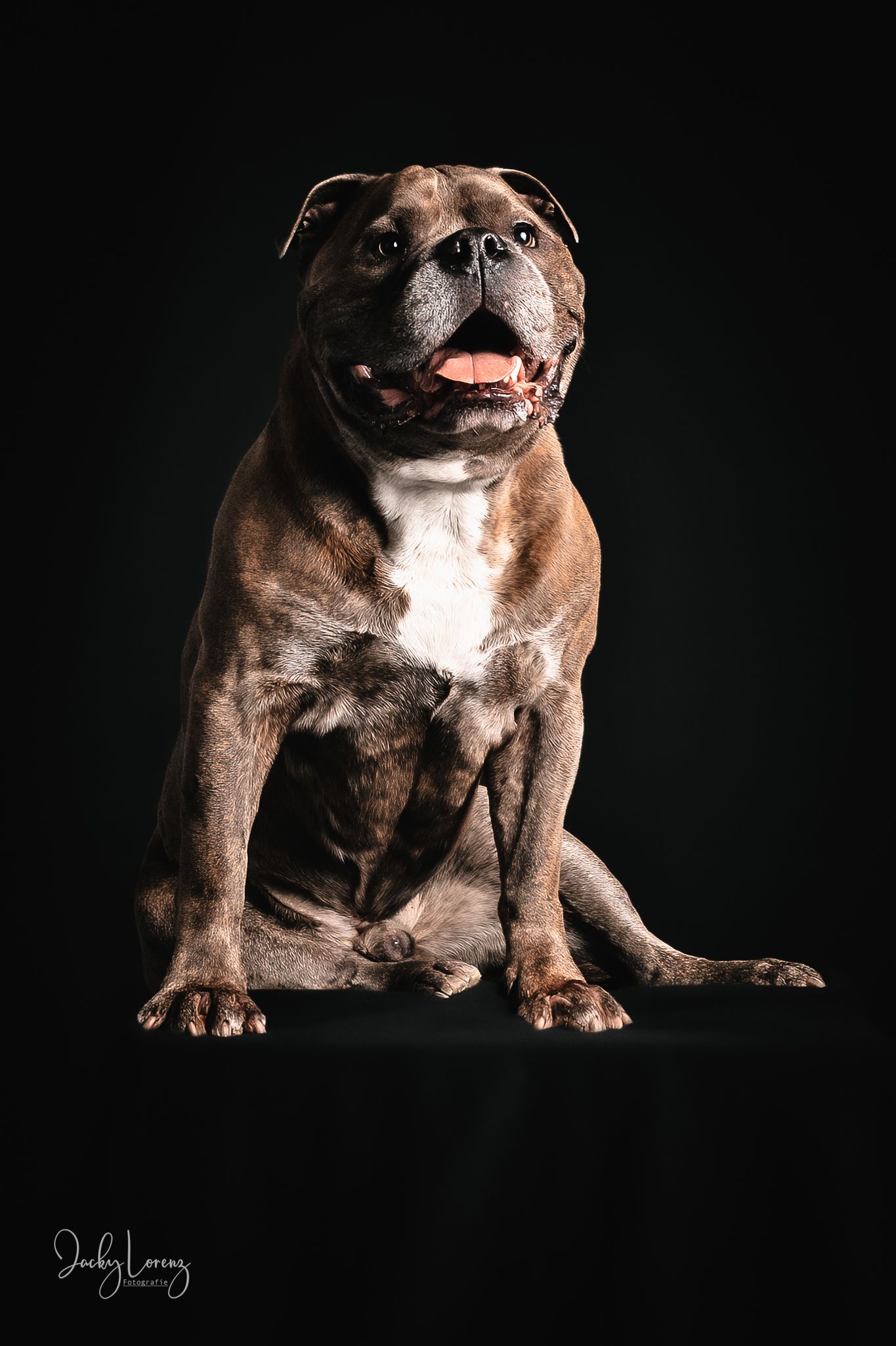 Hundefotografie in Andernach, Westerwald, Koblenz & Umgebung
Mit bedingungsloser Liebe-
unvergessliche Momente von und mit deiner Fellnase
