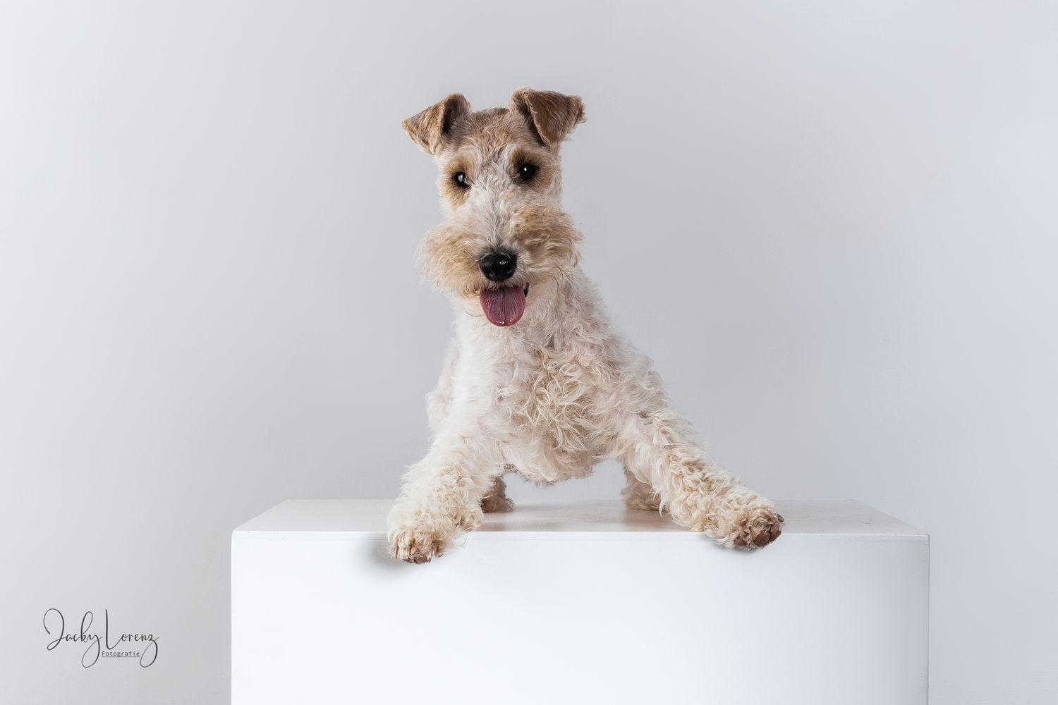 Hundefotografie in Andernach, Westerwald, Koblenz & Umgebung
Mit bedingungsloser Liebe-
unvergessliche Momente von und mit deiner Fellnase