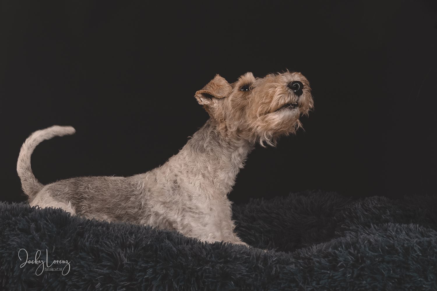 Hundefotografie in Andernach, Westerwald, Koblenz & Umgebung
Mit bedingungsloser Liebe-
unvergessliche Momente von und mit deiner Fellnase