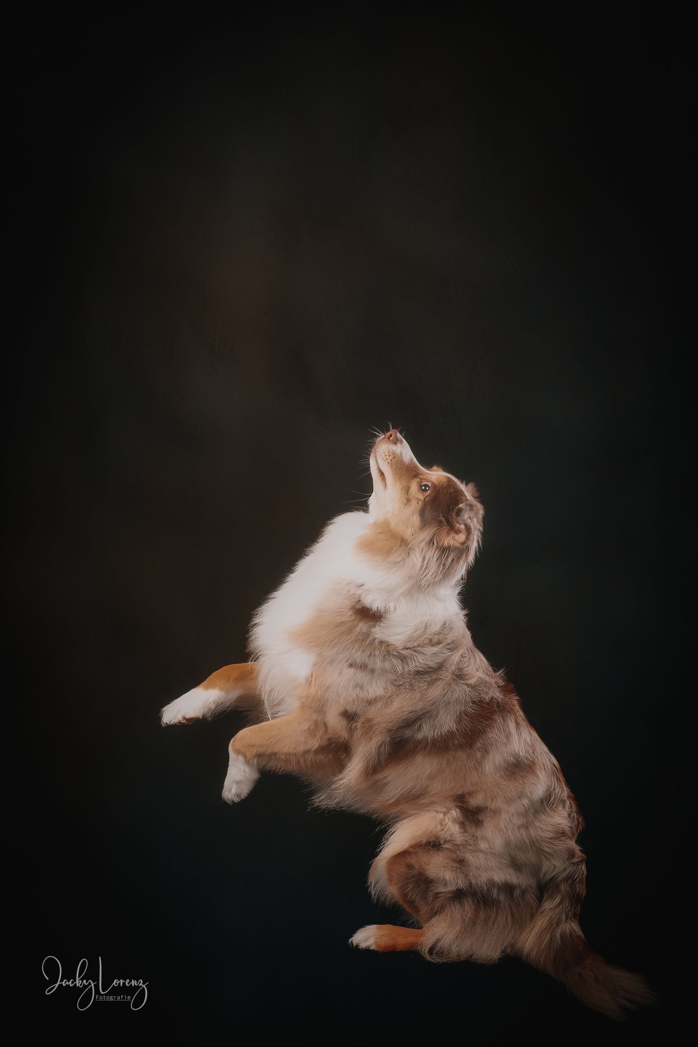 Hundefotografie in Andernach, Westerwald, Koblenz & Umgebung
Mit bedingungsloser Liebe-
unvergessliche Momente von und mit deiner Fellnase