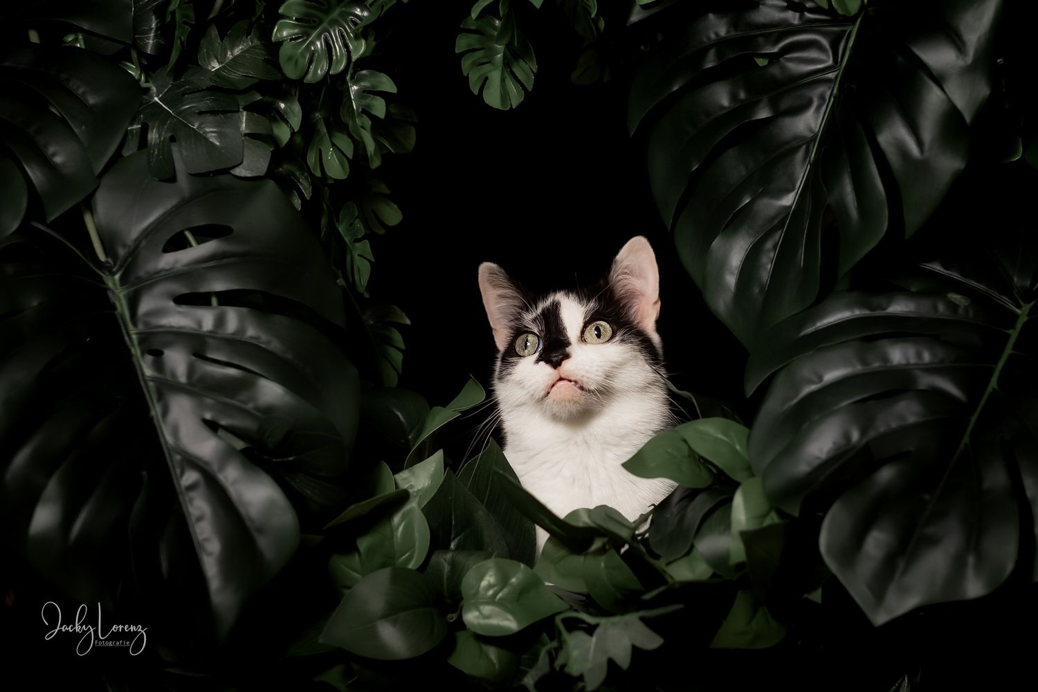 Katzenfotografie in RLP
Mit bedingungsloser Liebe-
unvergessliche Momente von und mit deiner Fellnase