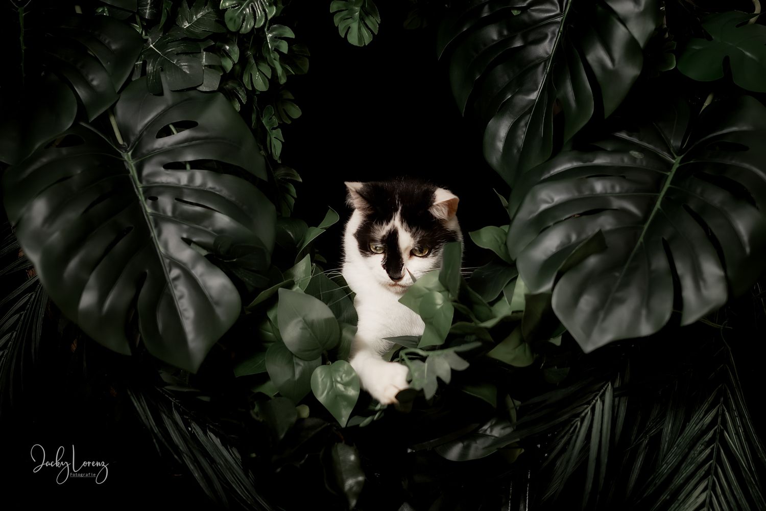Katzenfotografie in Andernach, Westerwald, Koblenz & Umgebung
Mit bedingungsloser Liebe-
unvergessliche Momente von und mit deiner FellnaseK