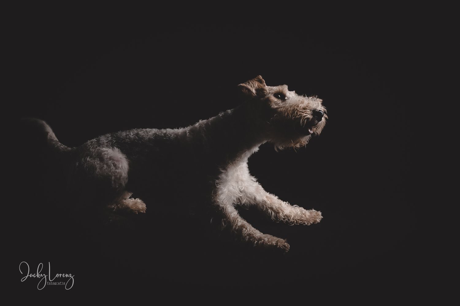 Hundefotografie in Andernach, Westerwald, Koblenz & Umgebung
Mit bedingungsloser Liebe-
unvergessliche Momente von und mit deiner FellnaseHu