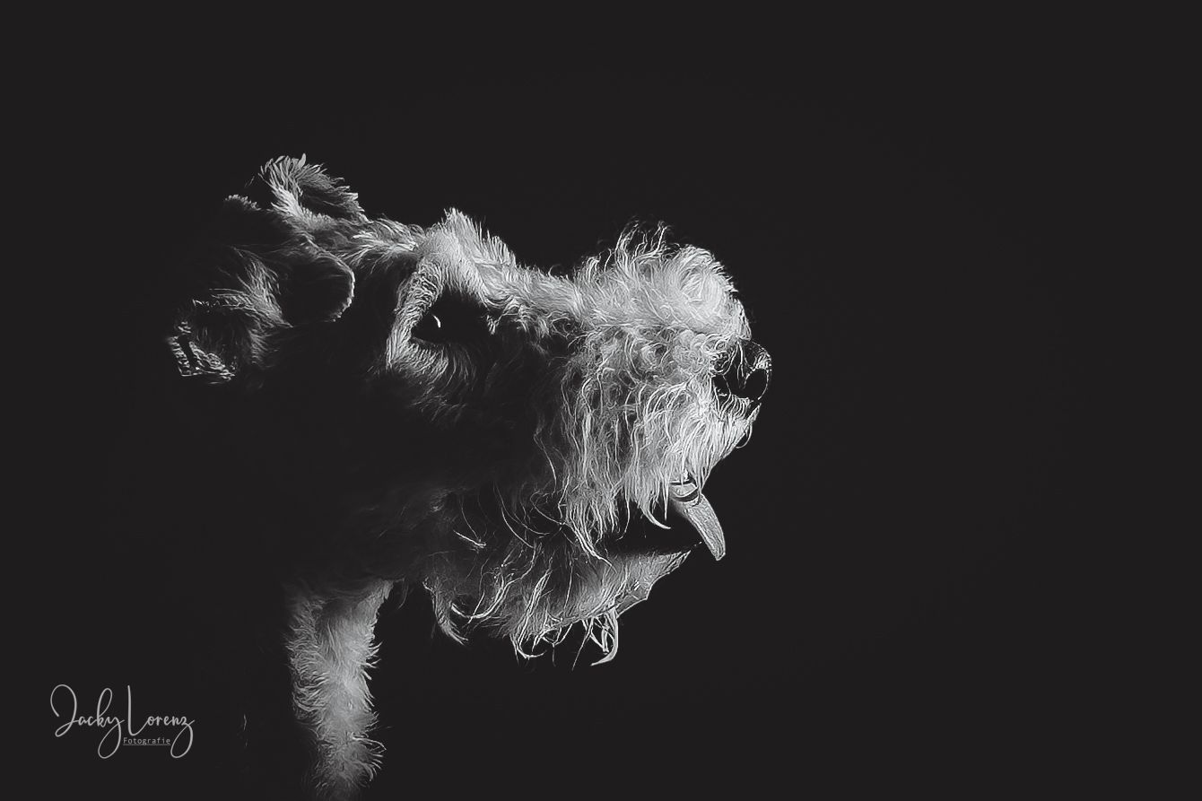 Hundefotografie in Andernach, Westerwald, Koblenz & Umgebung
Mit bedingungsloser Liebe-
unvergessliche Momente von und mit deiner Fellnase