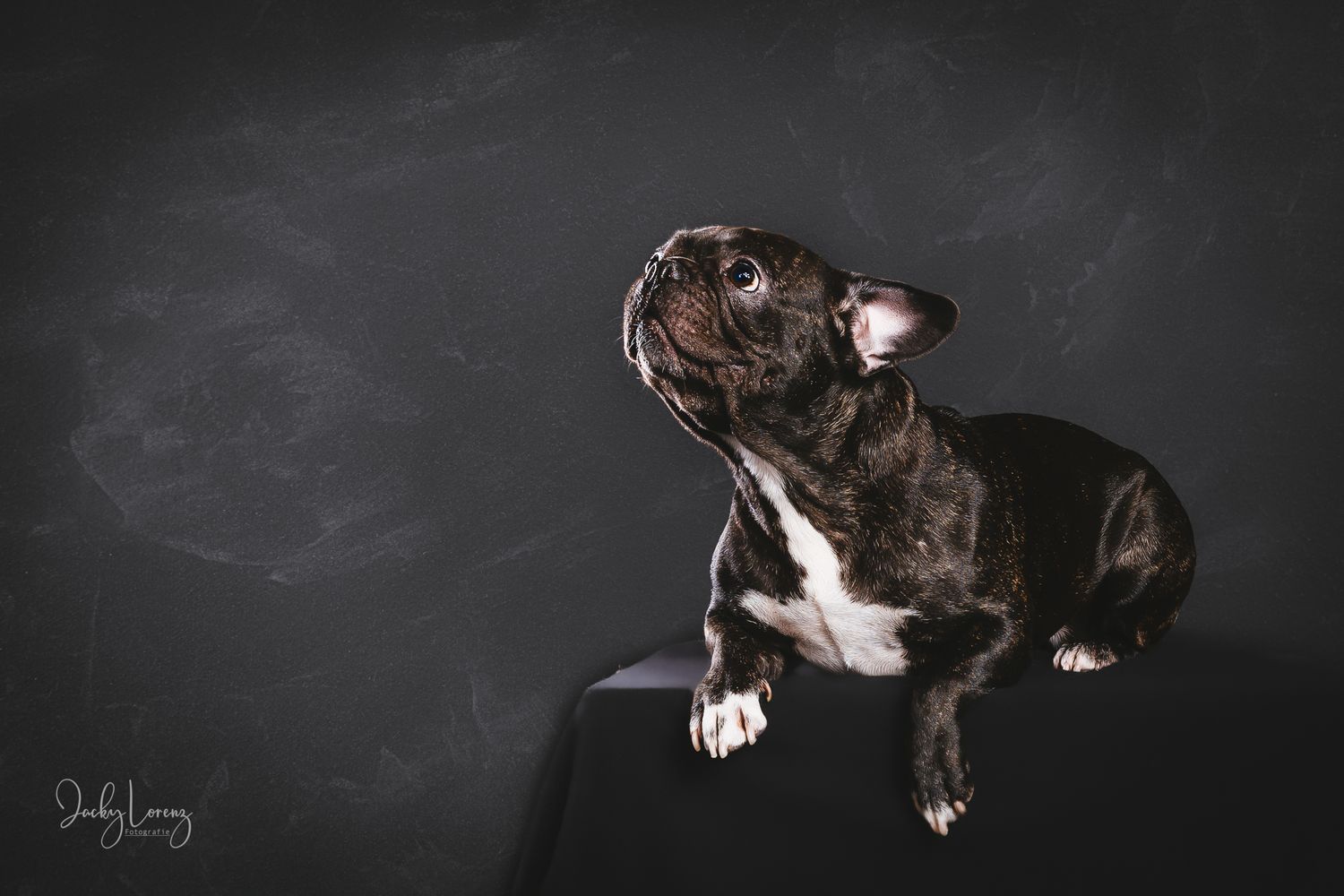 Hundefotografie in Andernach, Westerwald, Koblenz & Umgebung
Mit bedingungsloser Liebe-
unvergessliche Momente von und mit deiner Fellnase