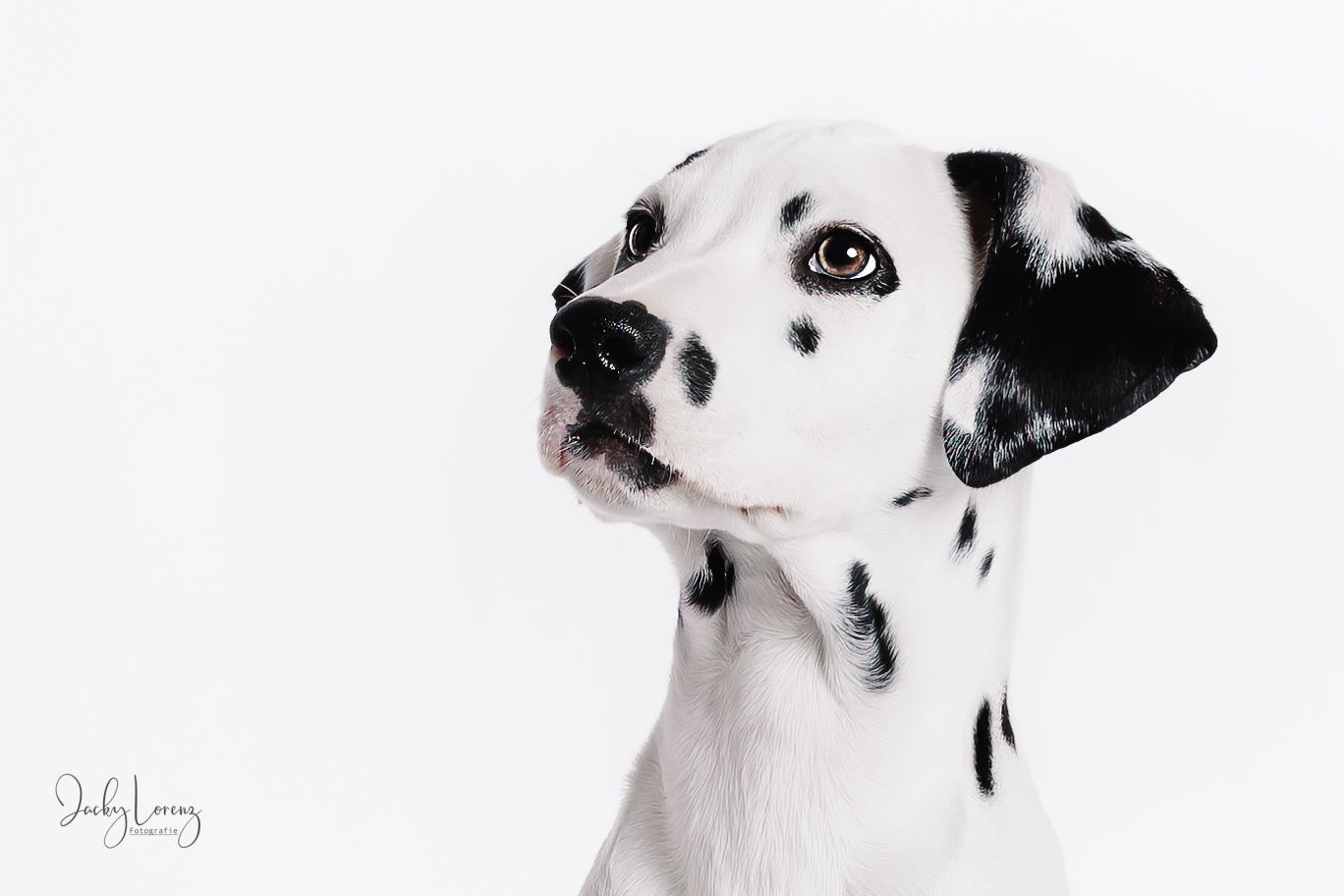 Hundefotografie in Andernach, Westerwald, Koblenz & Umgebung
Mit bedingungsloser Liebe-
unvergessliche Momente von und mit deiner Fellnase