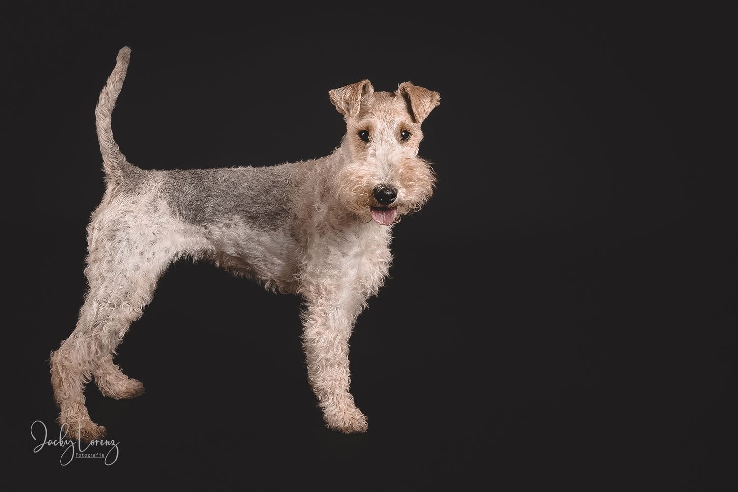 Hundefotografie in Andernach, Westerwald, Koblenz & Umgebung
Mit bedingungsloser Liebe-
unvergessliche Momente von und mit deiner Fellnase