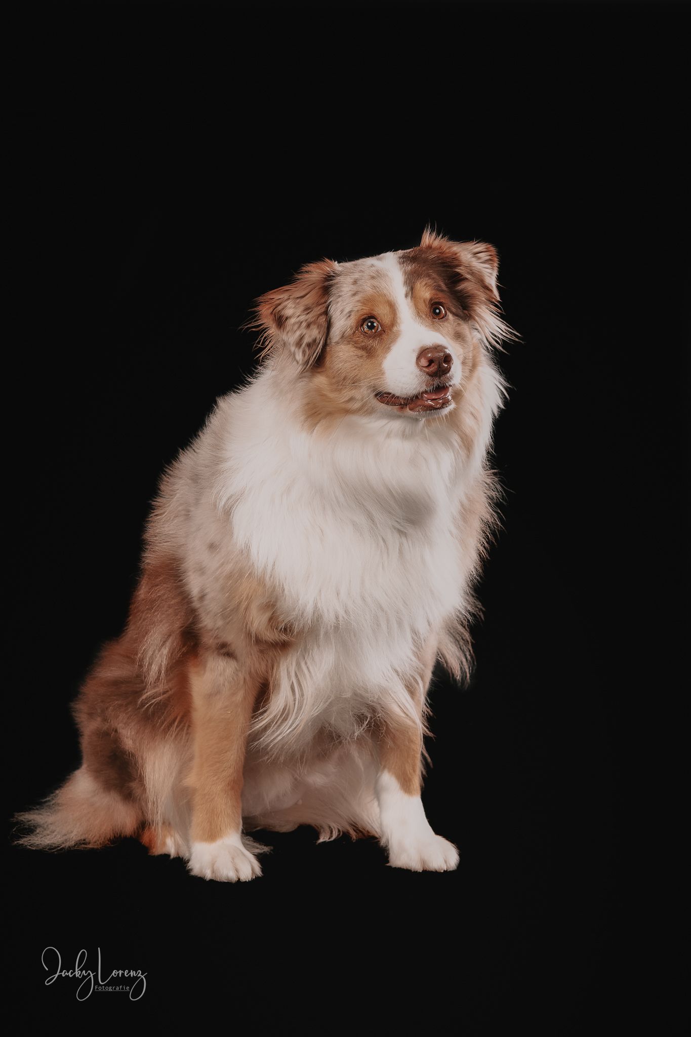 Australian Shepherd dog with red merle coat sits elegantly against black background in professional studio portrait.