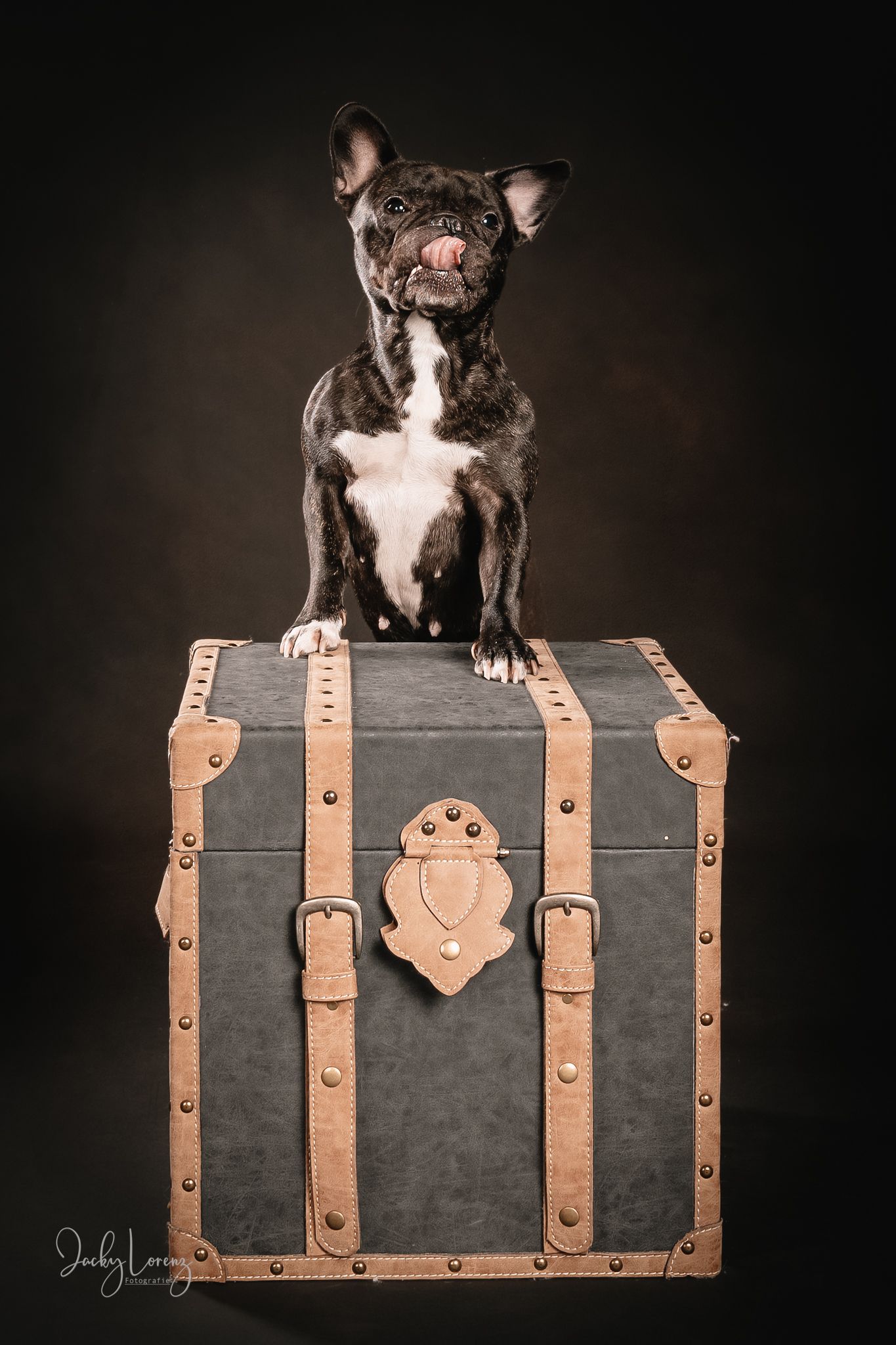 Hundefotografie in Andernach, Westerwald, Koblenz & Umgebung
Mit bedingungsloser Liebe-
unvergessliche Momente von und mit deiner Fellnase