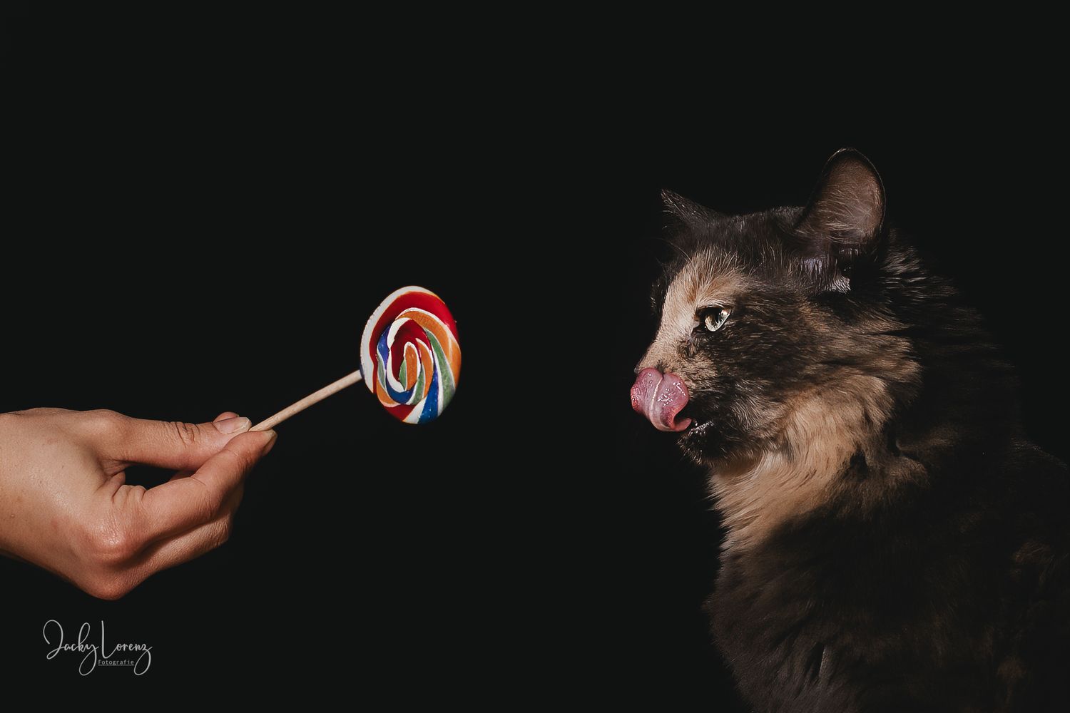 Katzenfotografie in Andernach, Westerwald, Koblenz & Umgebung
Mit bedingungsloser Liebe-
unvergessliche Momente von und mit deiner Fellnase