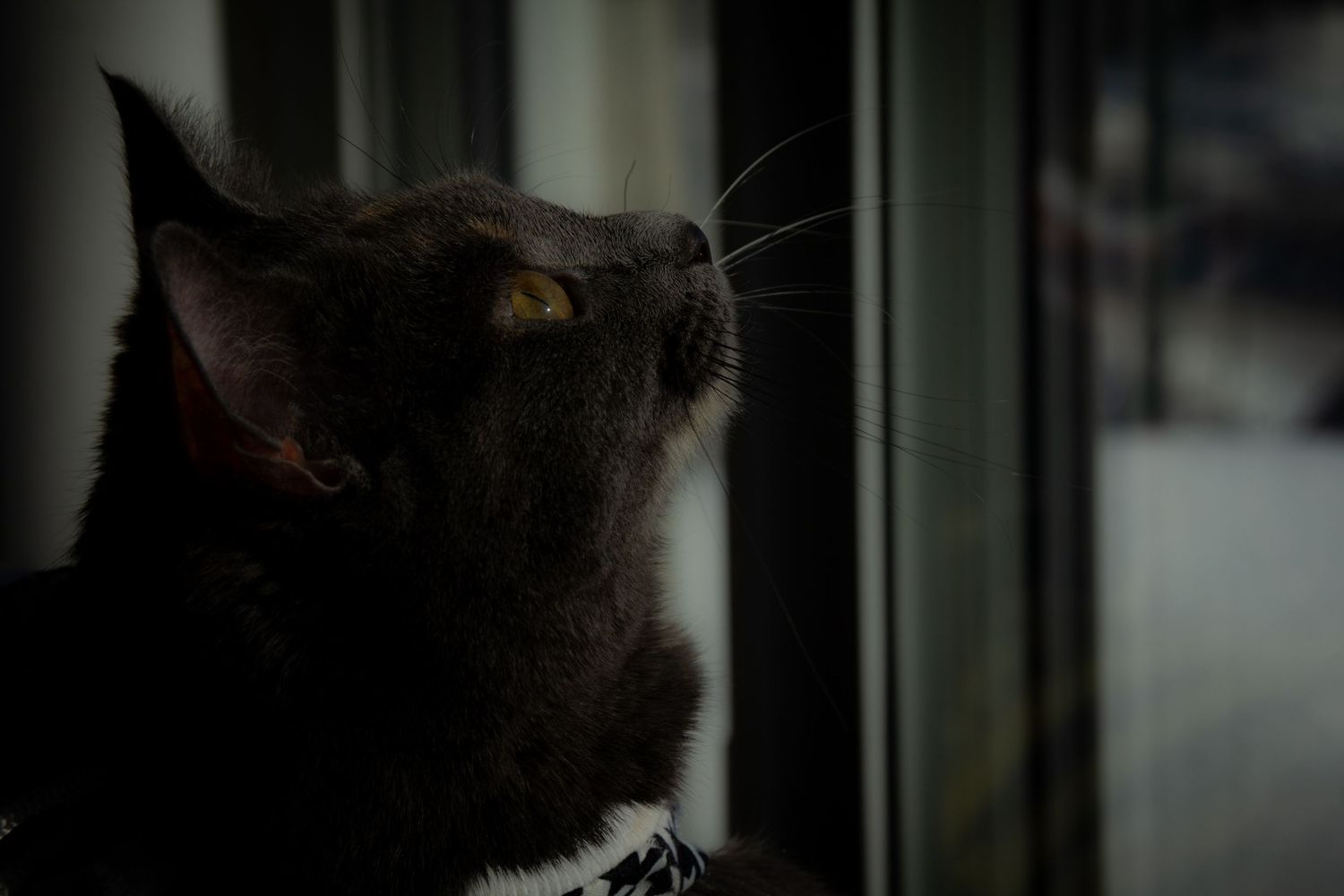 séance photo animalière, Charlesbourg, Québec. chat.