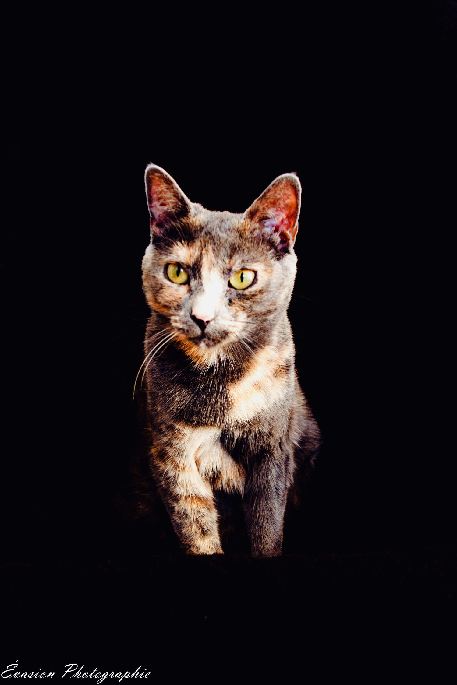 séance photo animalière, Charlesbourg, Québec. chat.