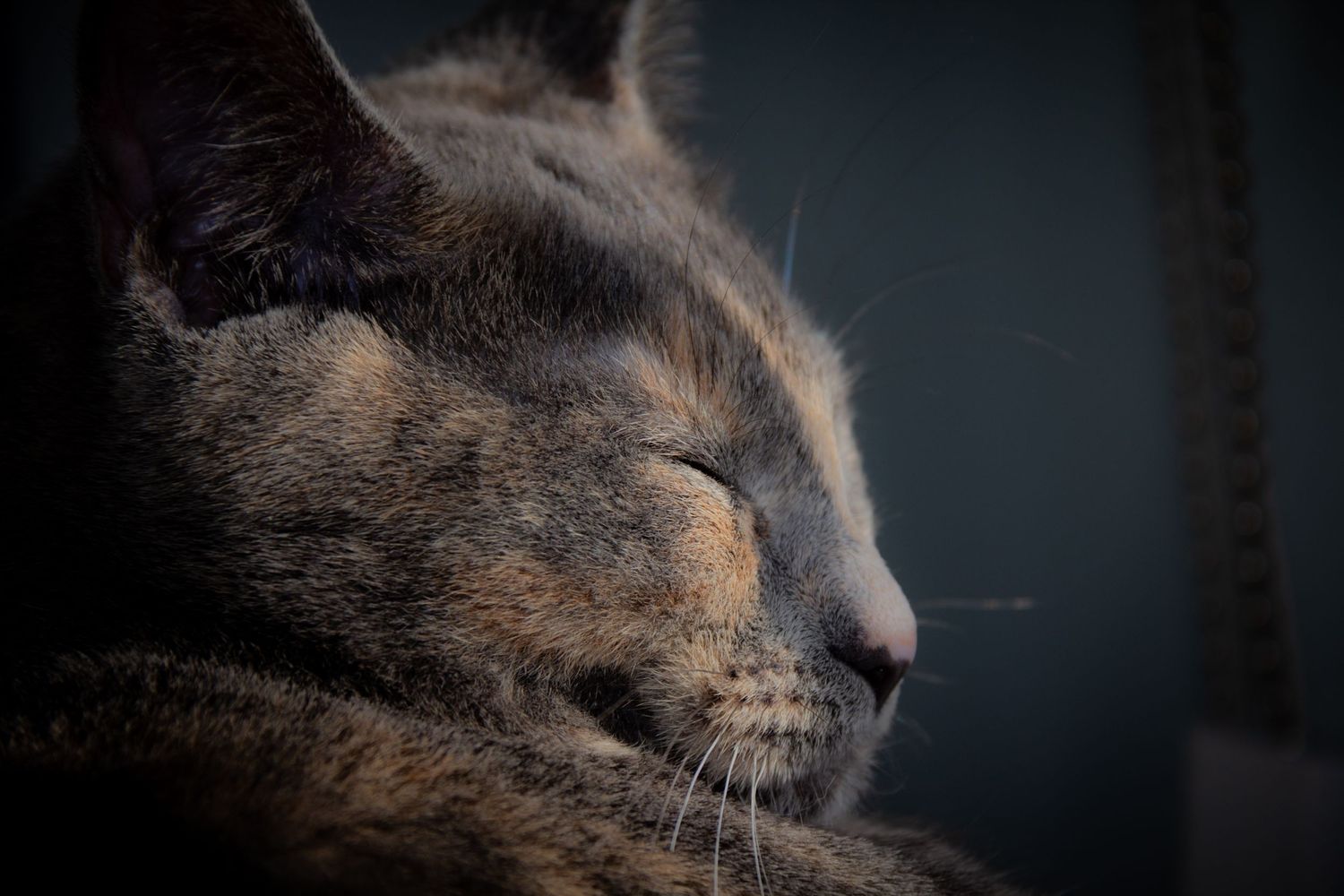 séance photo animalière, Charlesbourg, Québec. chat.