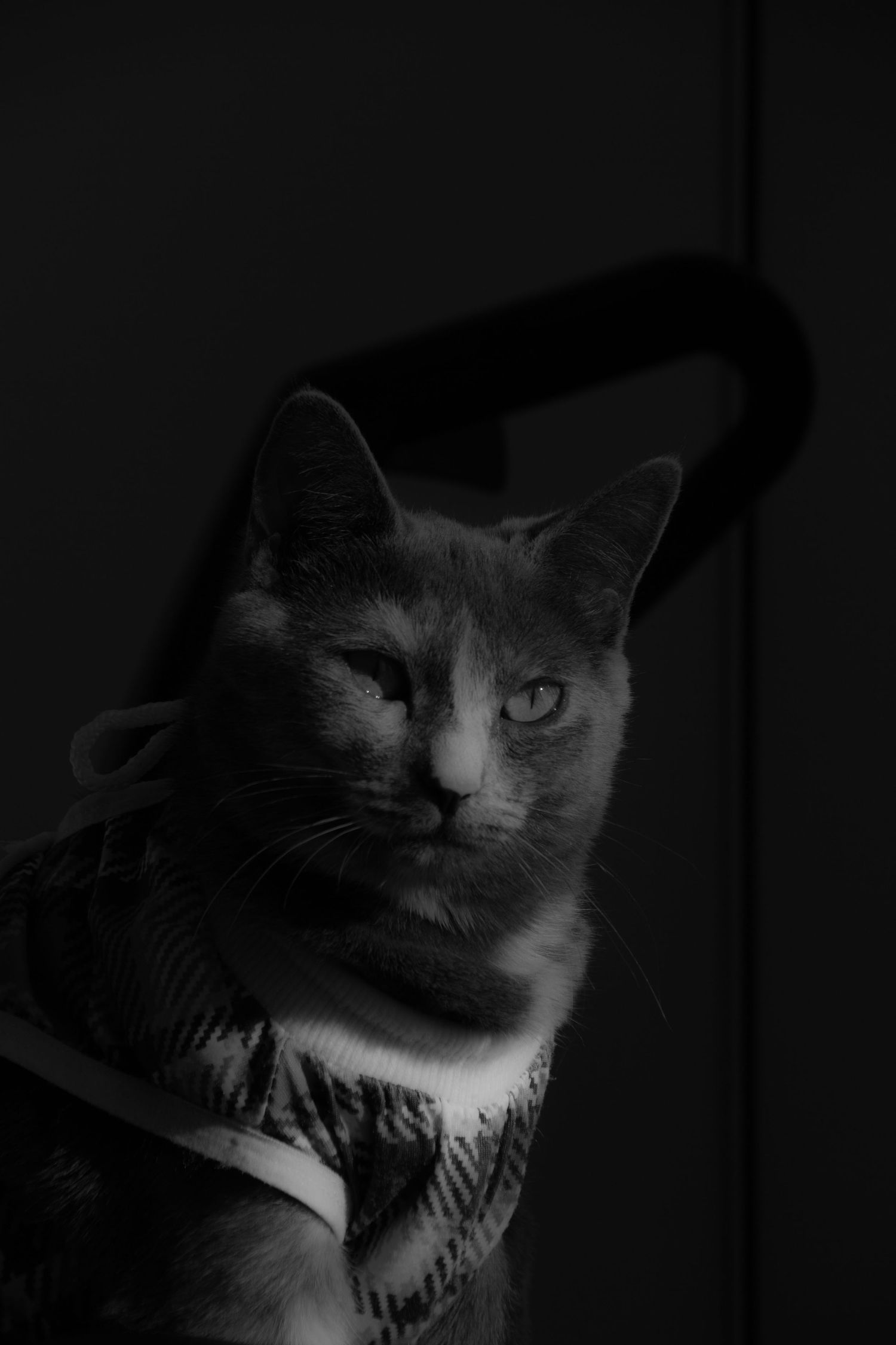 séance photo animalière, Charlesbourg, Québec. chat.