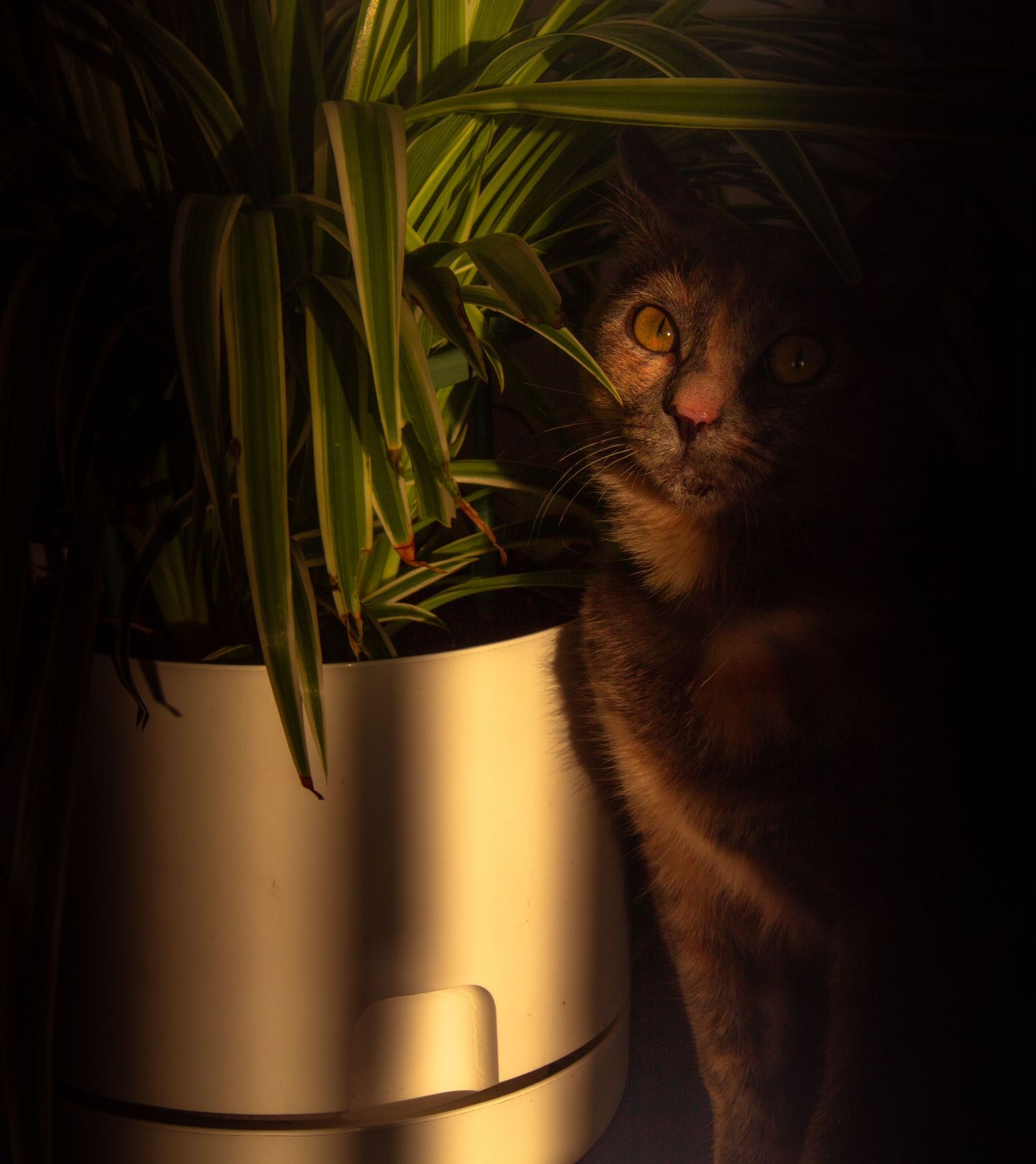séance photo animalière, Charlesbourg, Québec. chat.