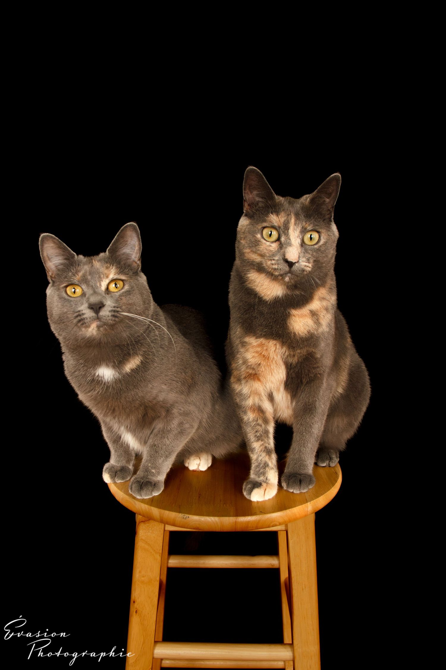 séance photo animalière, Charlesbourg, Québec. chat.