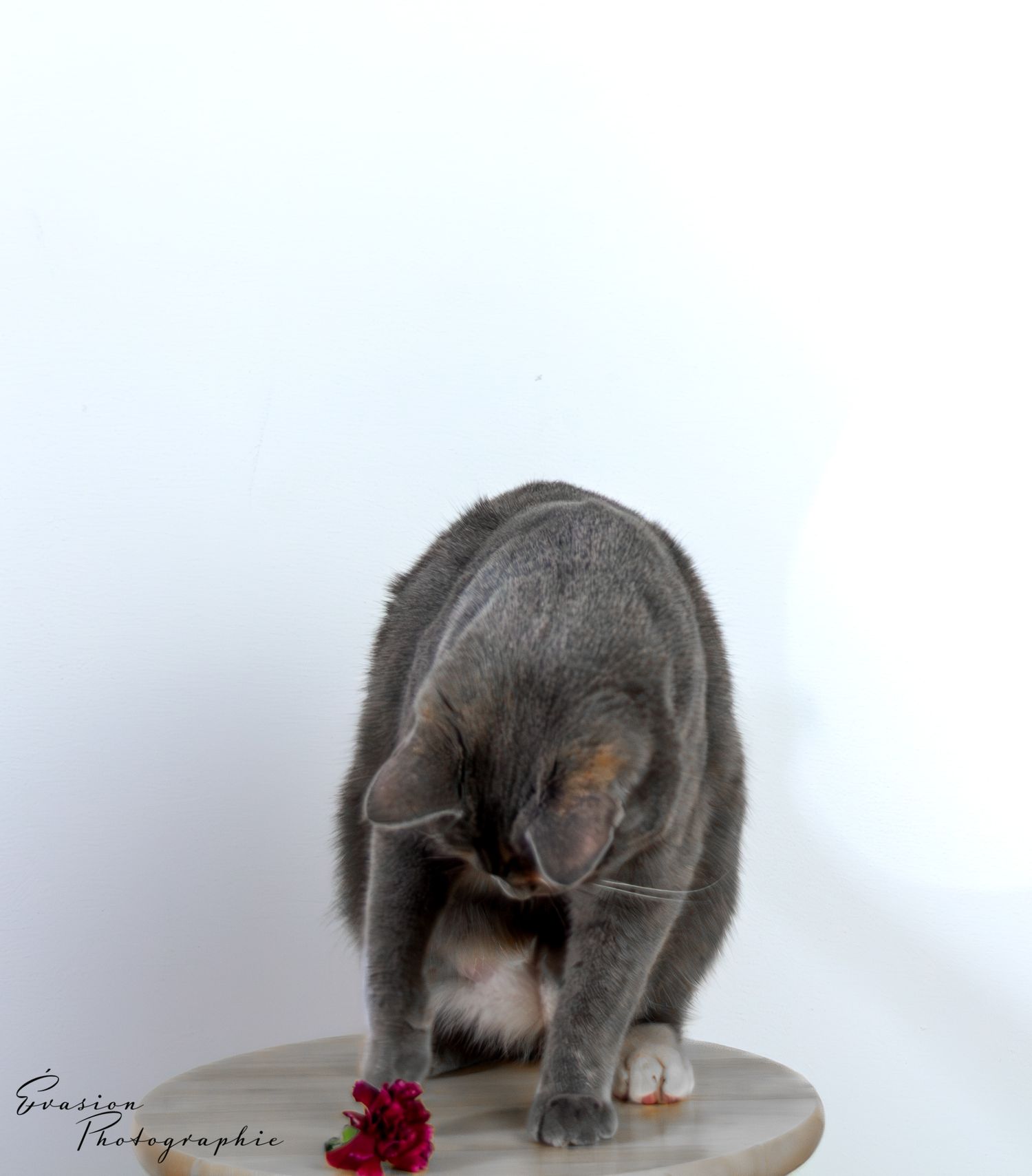 séance photo animalière, Charlesbourg, Québec. chat.