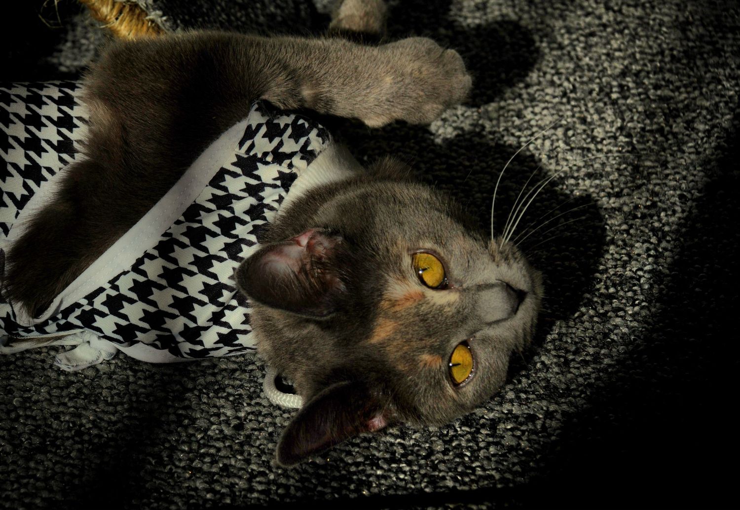 séance photo animalière, Charlesbourg, Québec. chat.