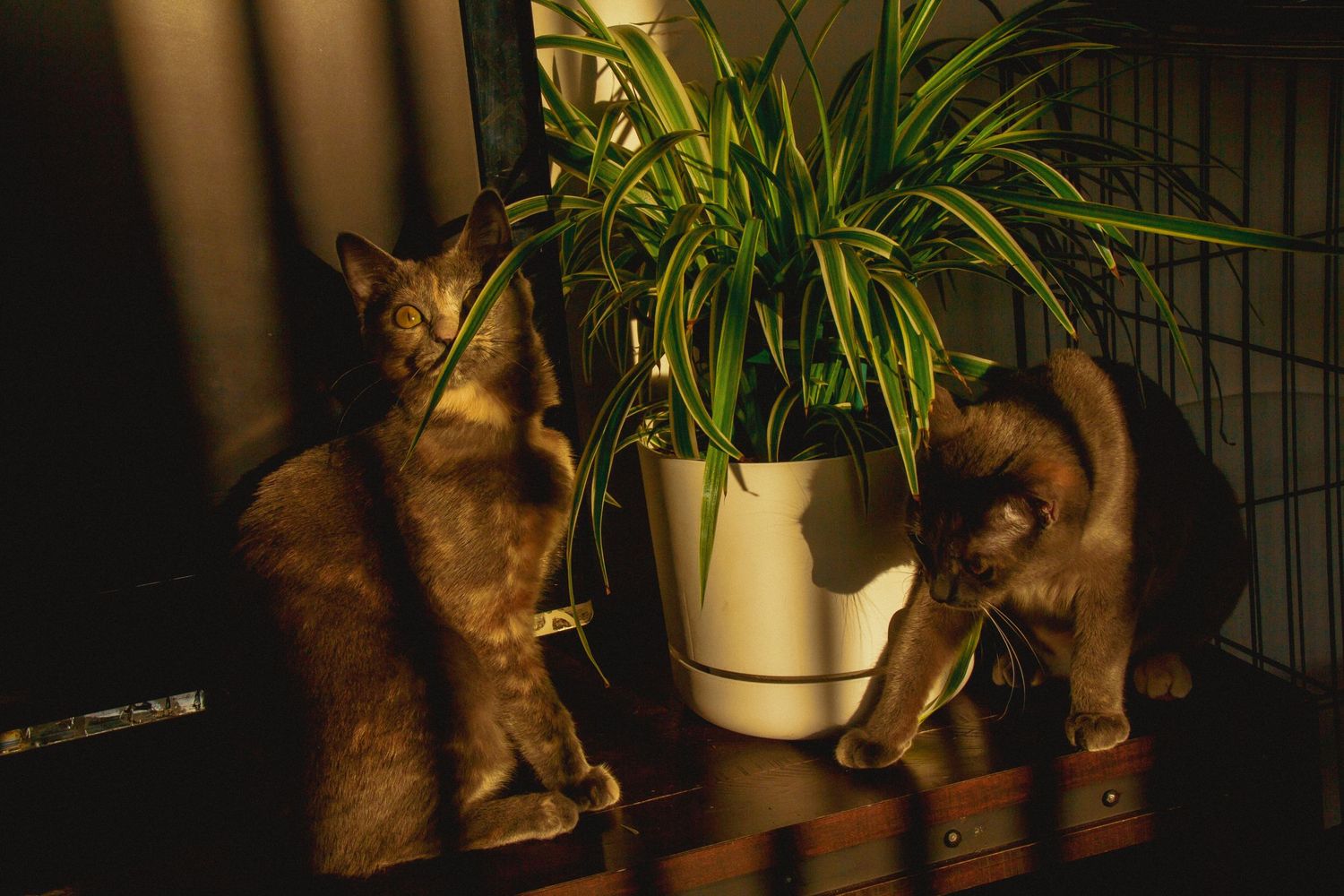 séance photo animalière, Charlesbourg, Québec. chat.