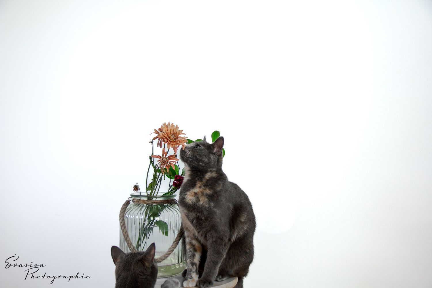 séance photo animalière, Charlesbourg, Québec. chat.