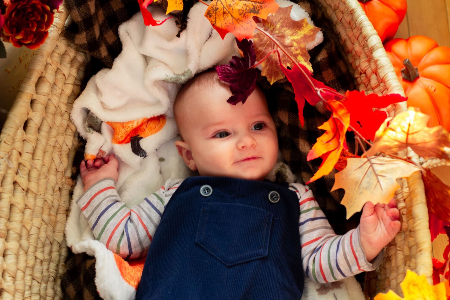 A cute baby in striped shirt and navy overalls lies in a basket surrounded by colorful autumn leaves.