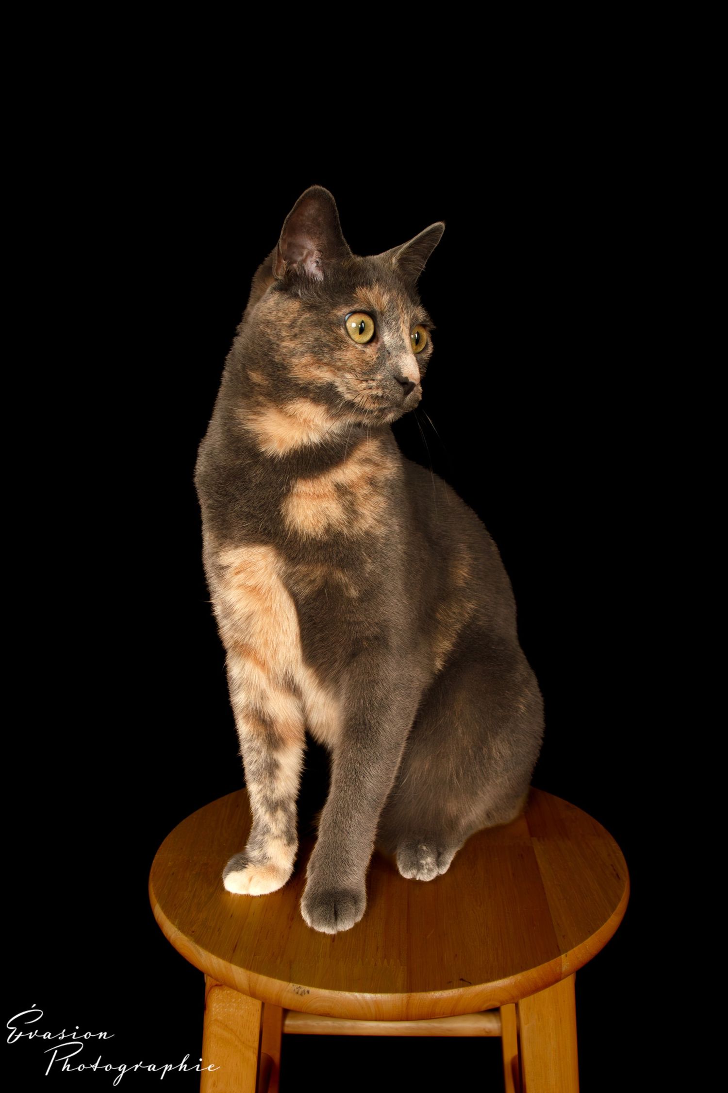 séance photo animalière, Charlesbourg, Québec. chat.