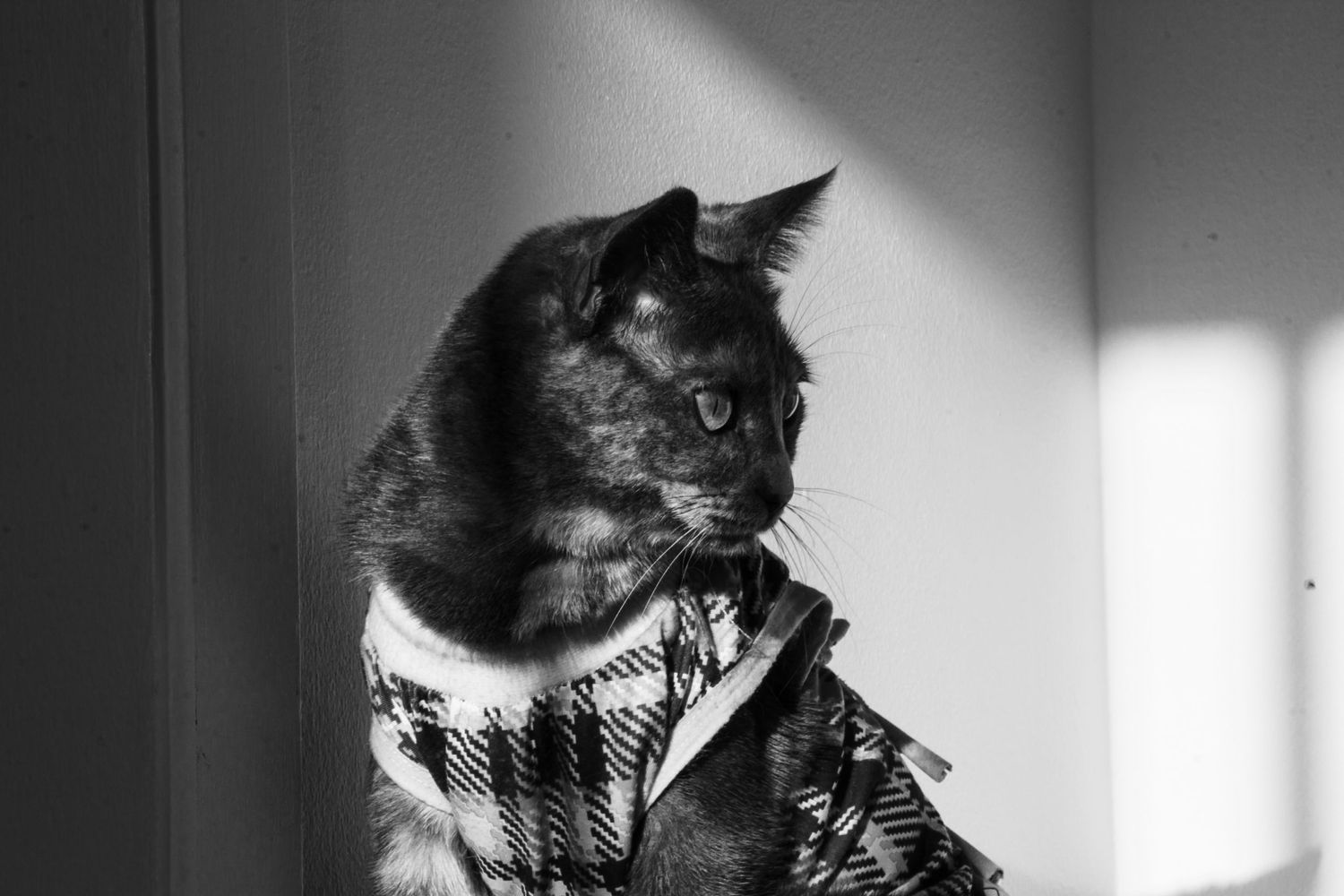 séance photo animalière, Charlesbourg, Québec. chat.