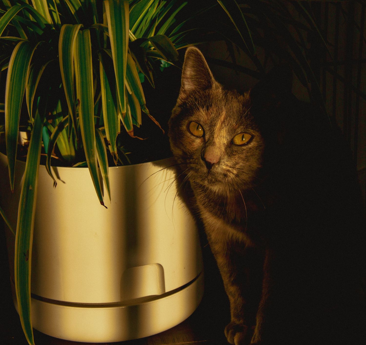 séance photo animalière, Charlesbourg, Québec. chat.