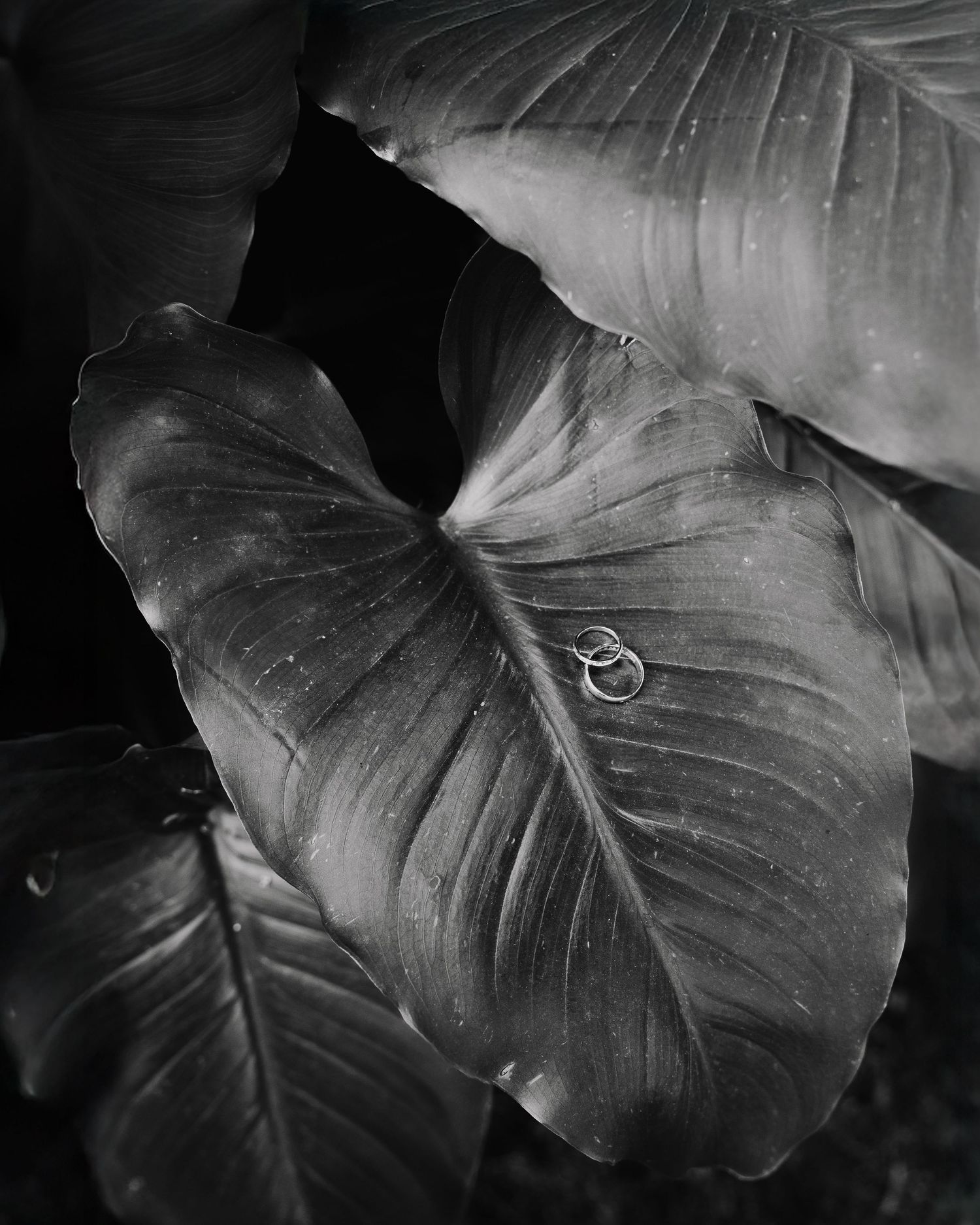 Black and white photograph of large, wet elephant ear plant leaves with water droplets creating dramatic contrast and texture.