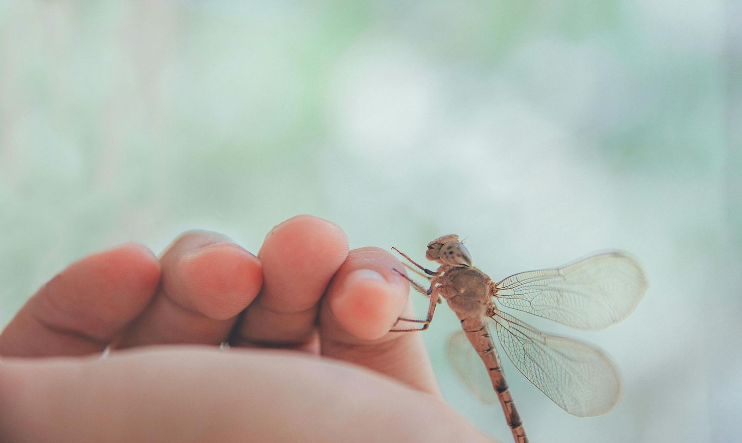 Dragonfly on hand