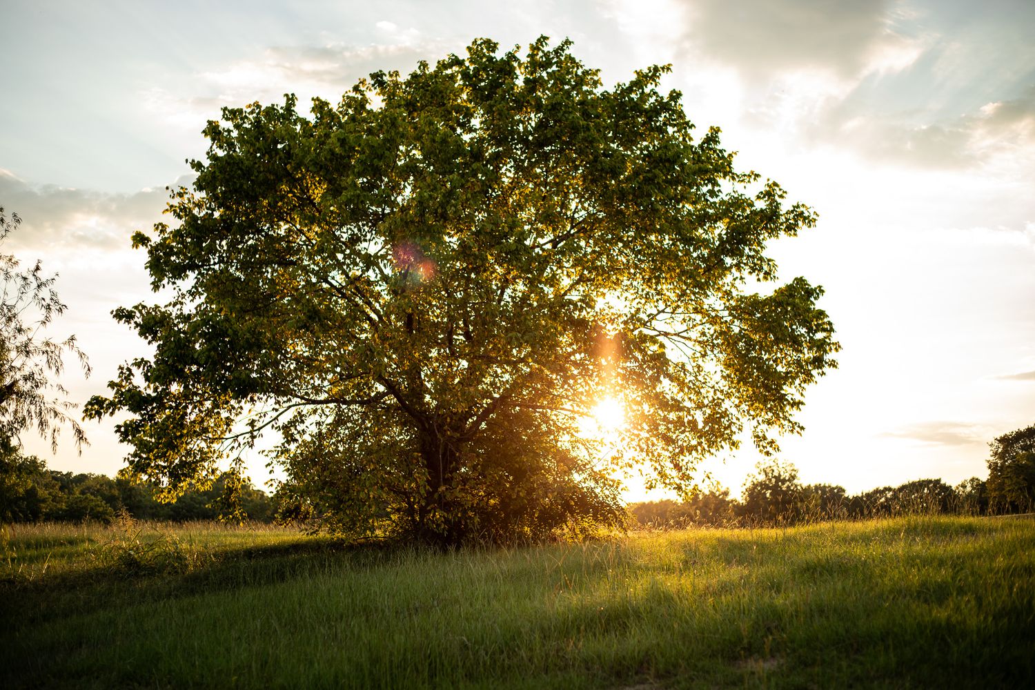 waterloo-park-sunset-tree-sjc-photography