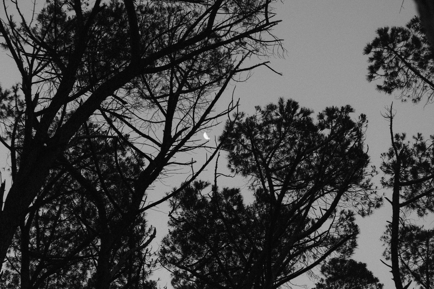 Silhouetted tree branches against dusky sky in dramatic black and white.