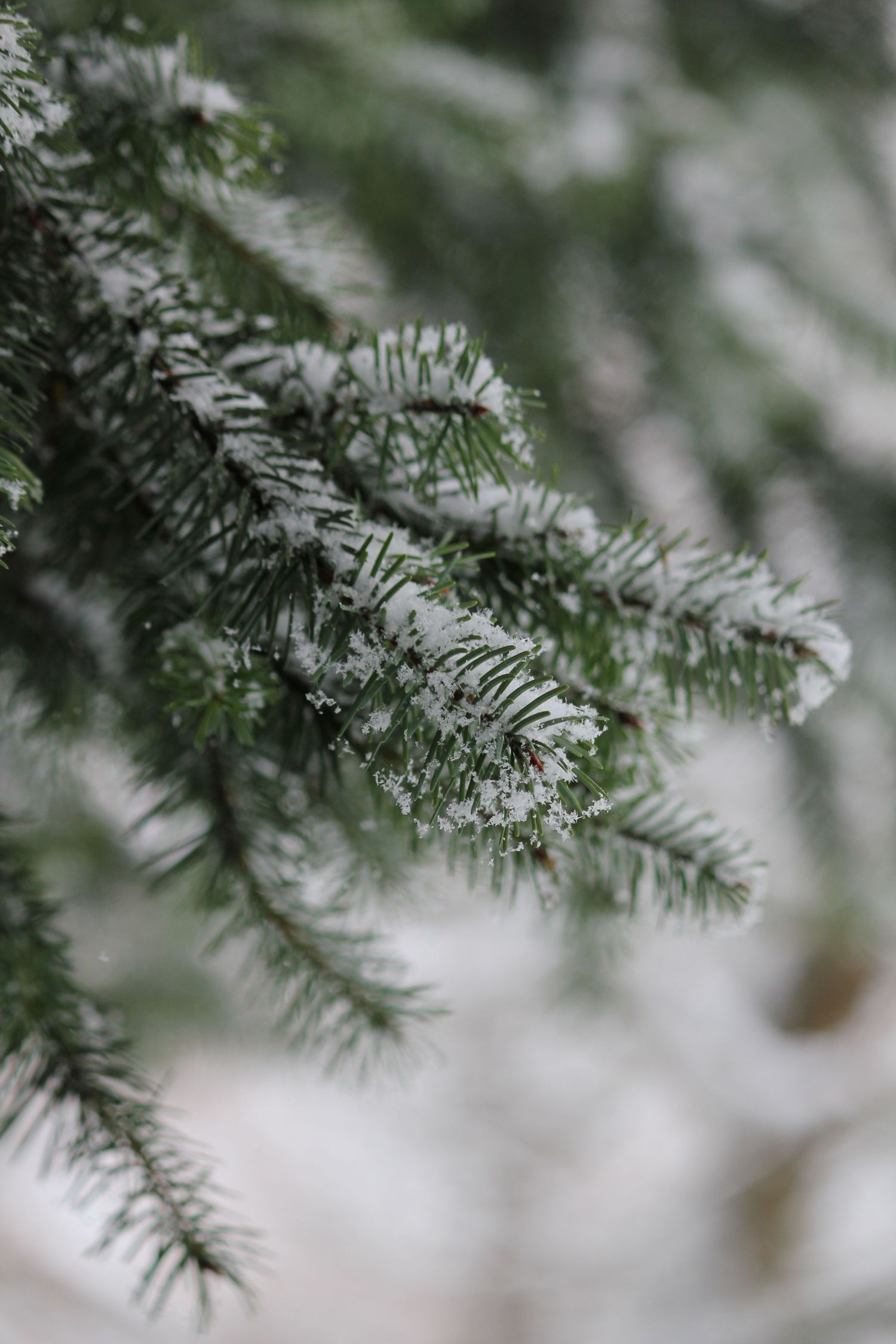 Frost covered evergreen pine branches with snow in winter creating a serene natural backdrop.