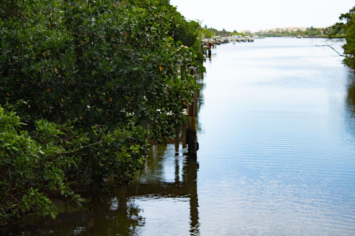 A scenic waterway lined with mangroves and wooden dock posts reflects the calm waters on a clear day.