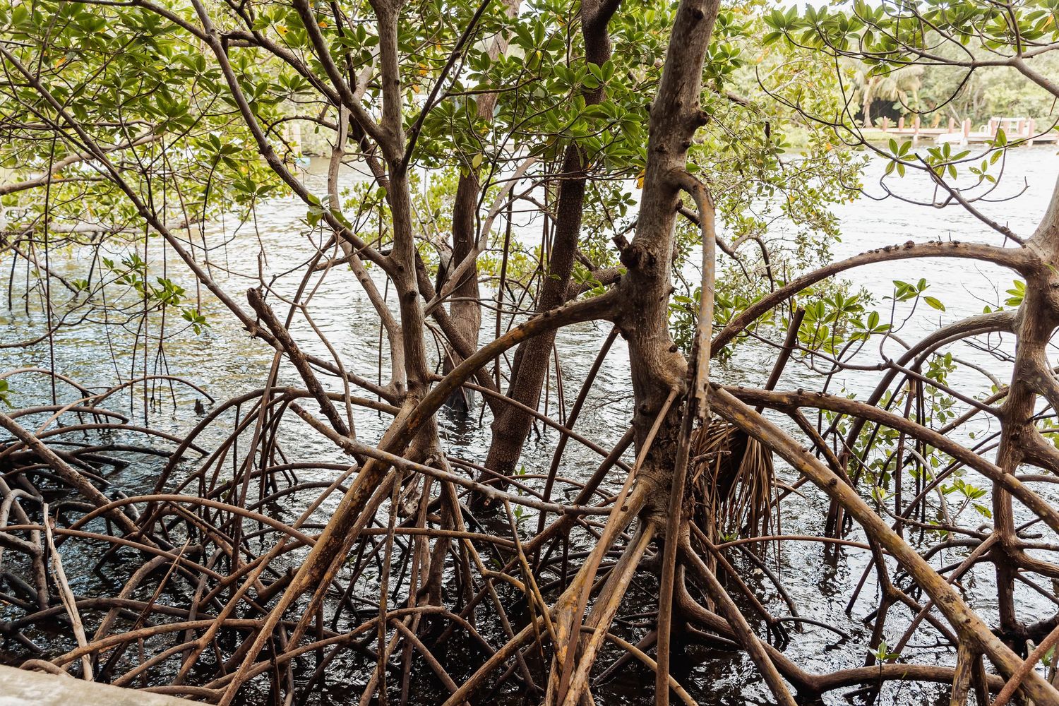 Panoramic view of mangrove trees growing along a tropical coastline with their roots visible in shallow water.