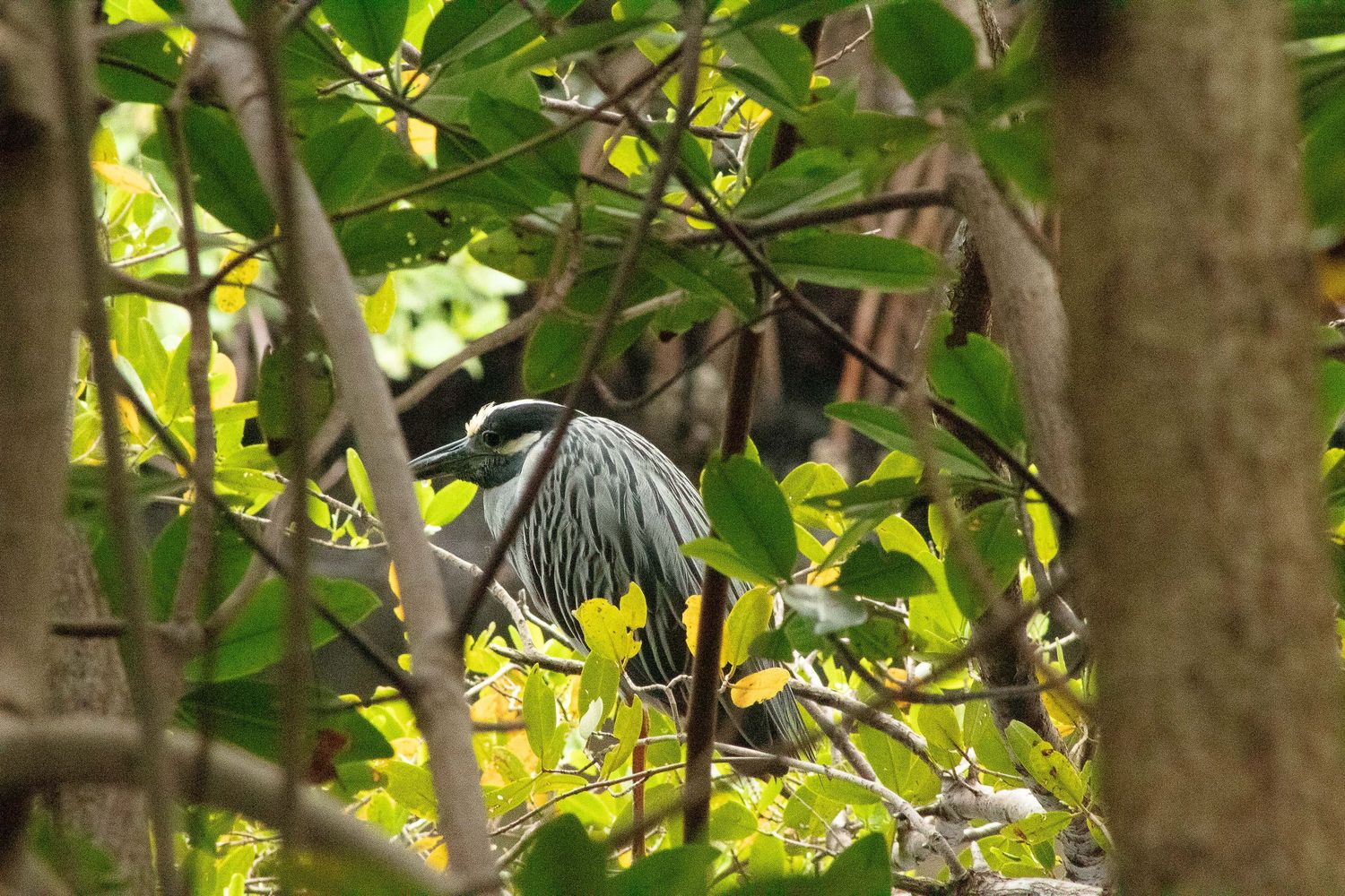 A dark blue-colored heron bird perches among green leaves and branches in a natural forest setting.