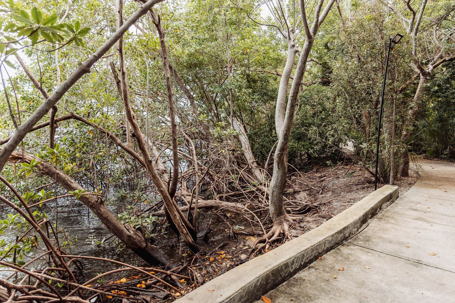 A winding dirt trail through dense mangrove forest with fallen trees and branches along the path.