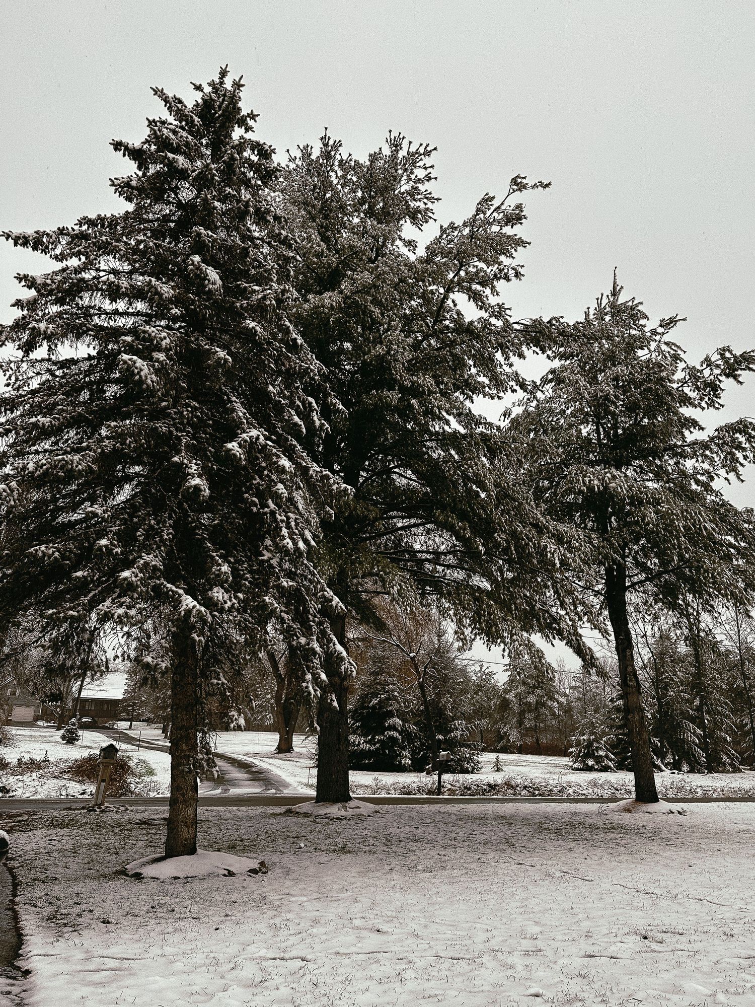 Snow-covered pine trees in a park setting during winter.