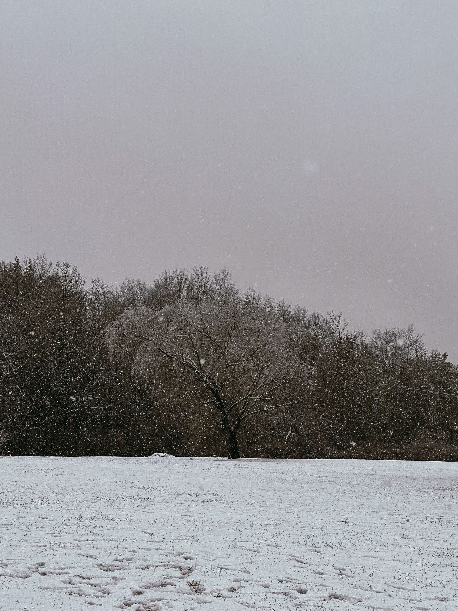 Snowy landscape with bare trees in the distance under a grey winter sky.