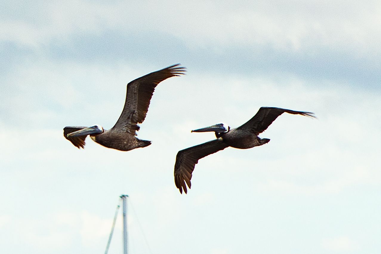 Two brown pelicans soar through a cloudy sky with a sailboat mast visible in the background.