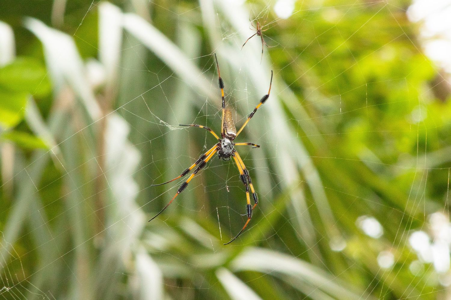 A golden orb weaver spider hangs from its web against a blurred green foliage background.