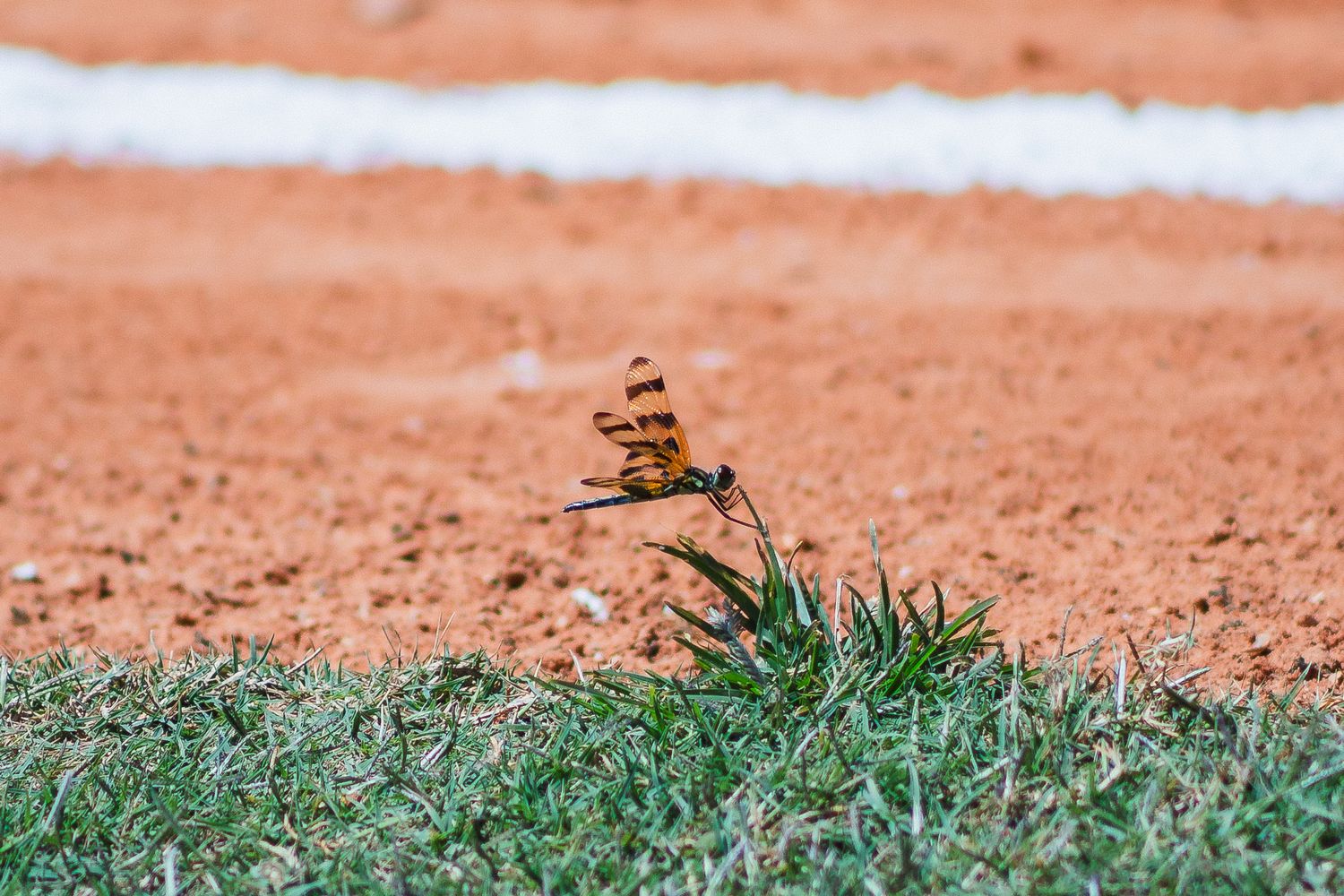 A small butterfly perches delicately on grass near a baseball field's chalk line.