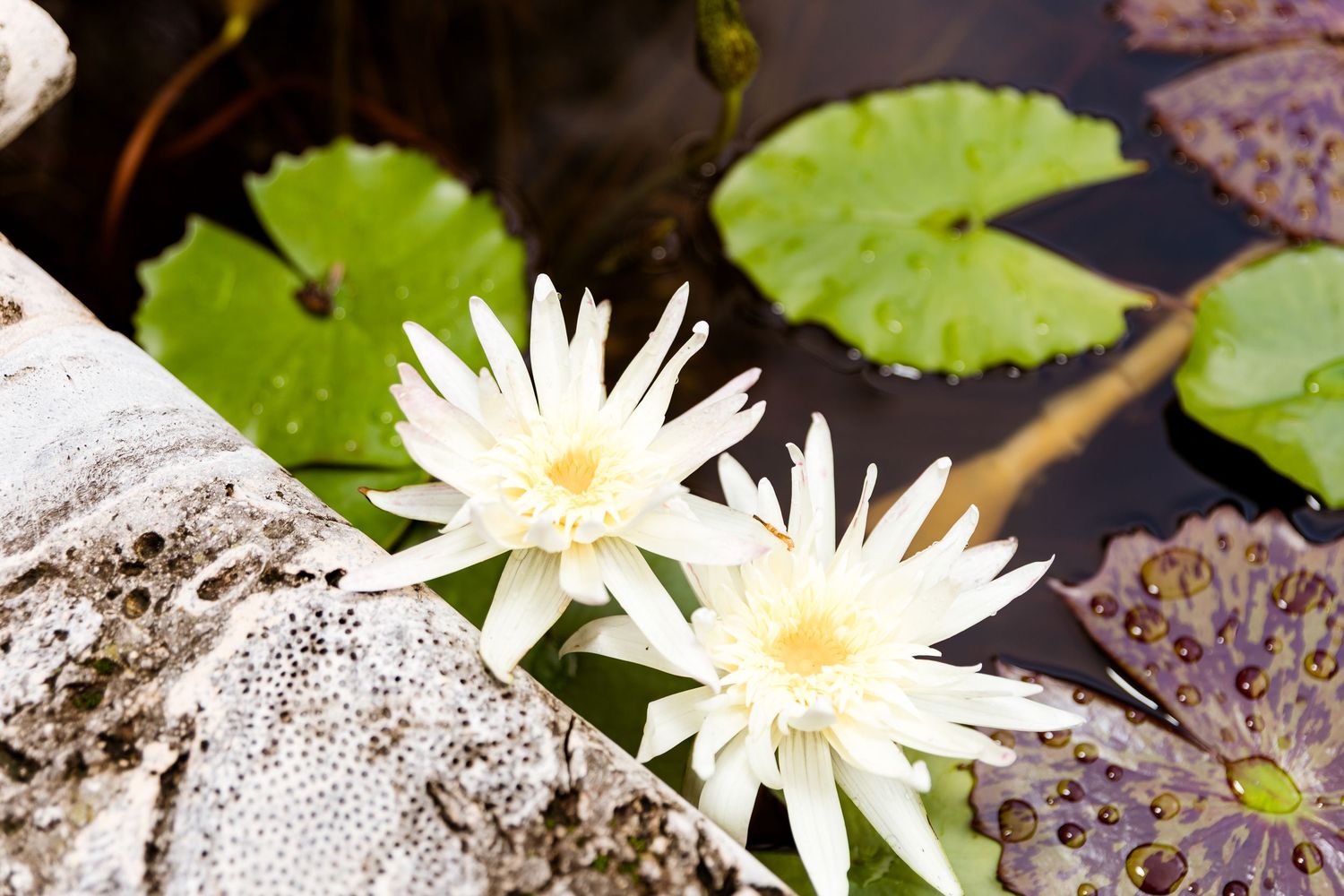 Two white water lily flowers blooming among green lily pads on a dark pond surface.